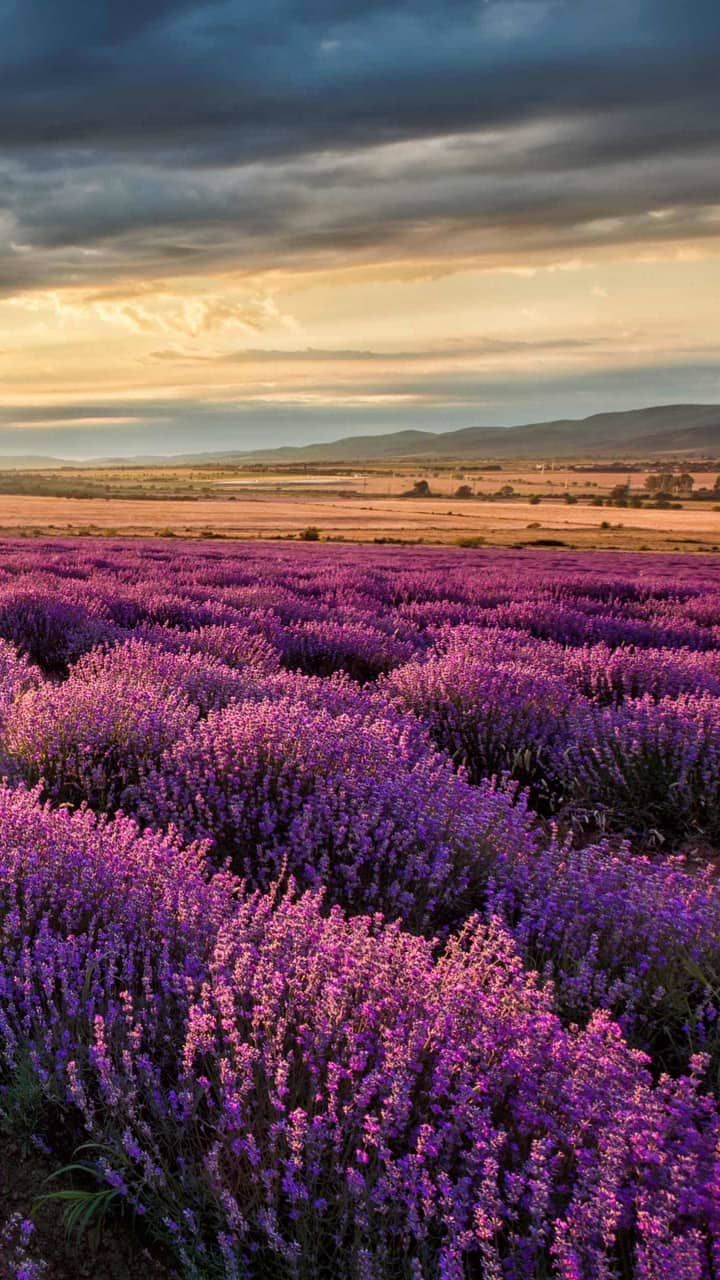 Lavender Field Wallpapers