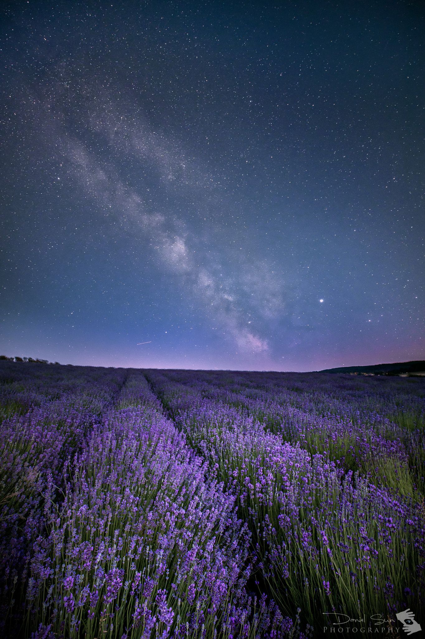 Lavender Field At Night Wallpapers