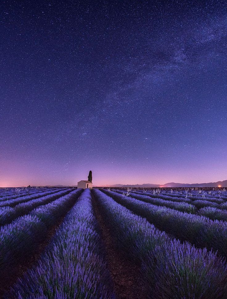 Lavender Field At Night Wallpapers