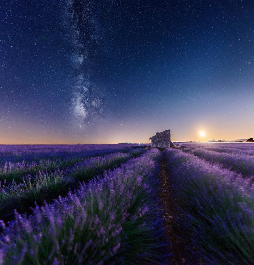 Lavender Field At Night Wallpapers