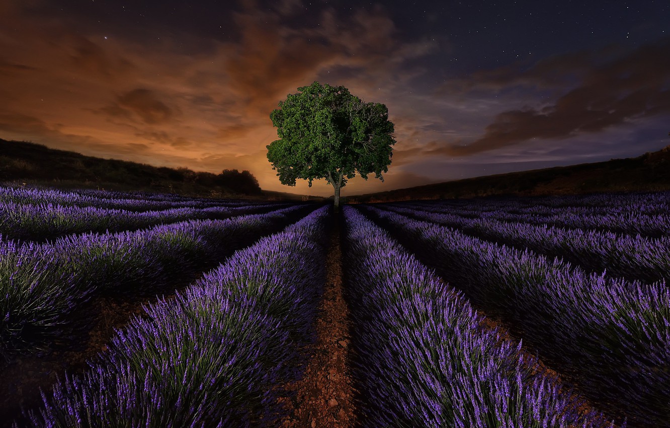 Lavender Field At Night Wallpapers