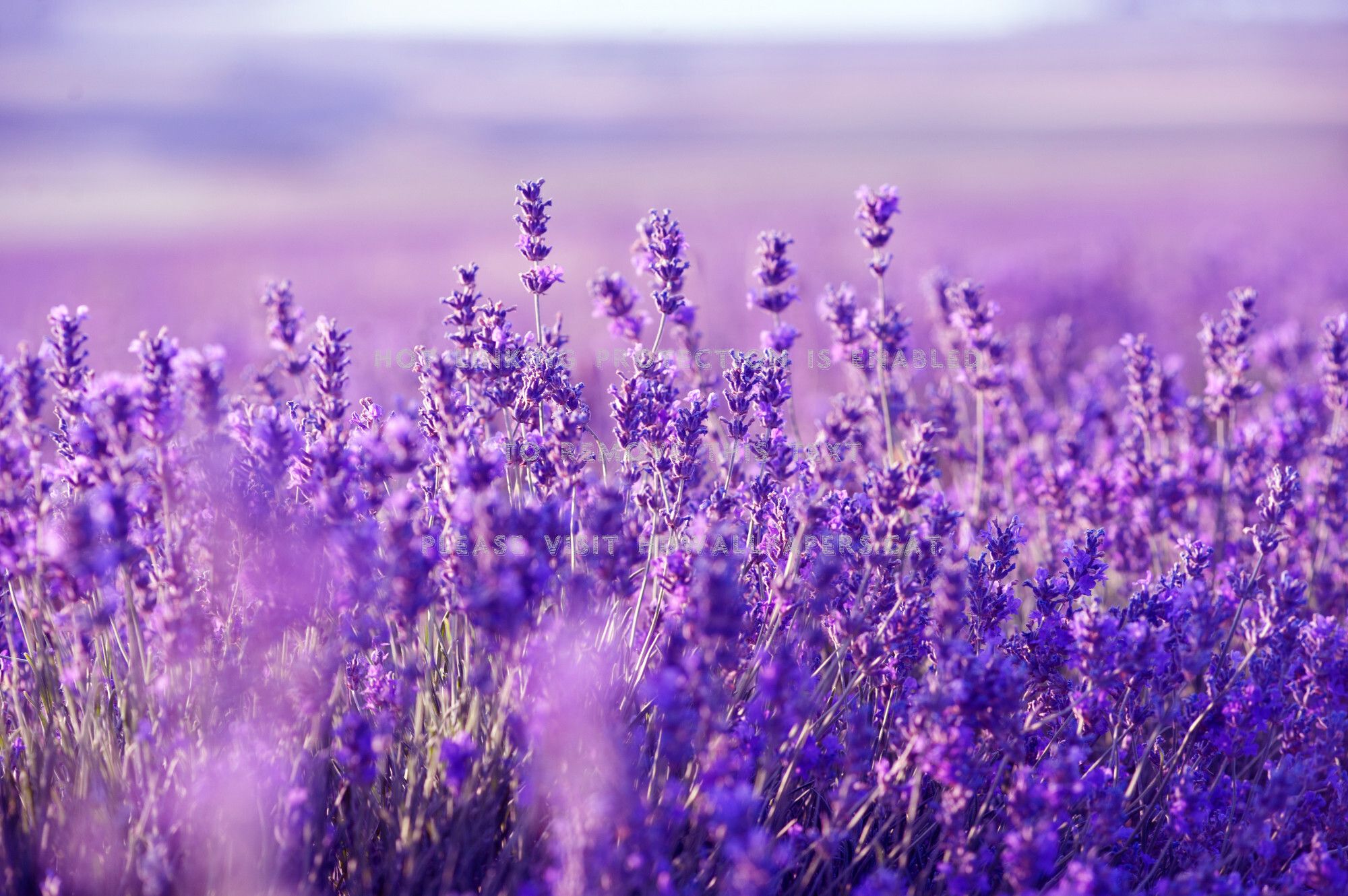 Lavender Field At Night Wallpapers