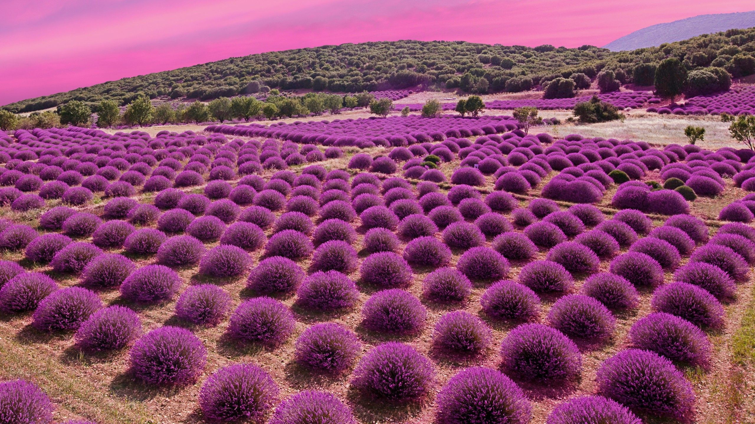 Lavender Field At Night Wallpapers