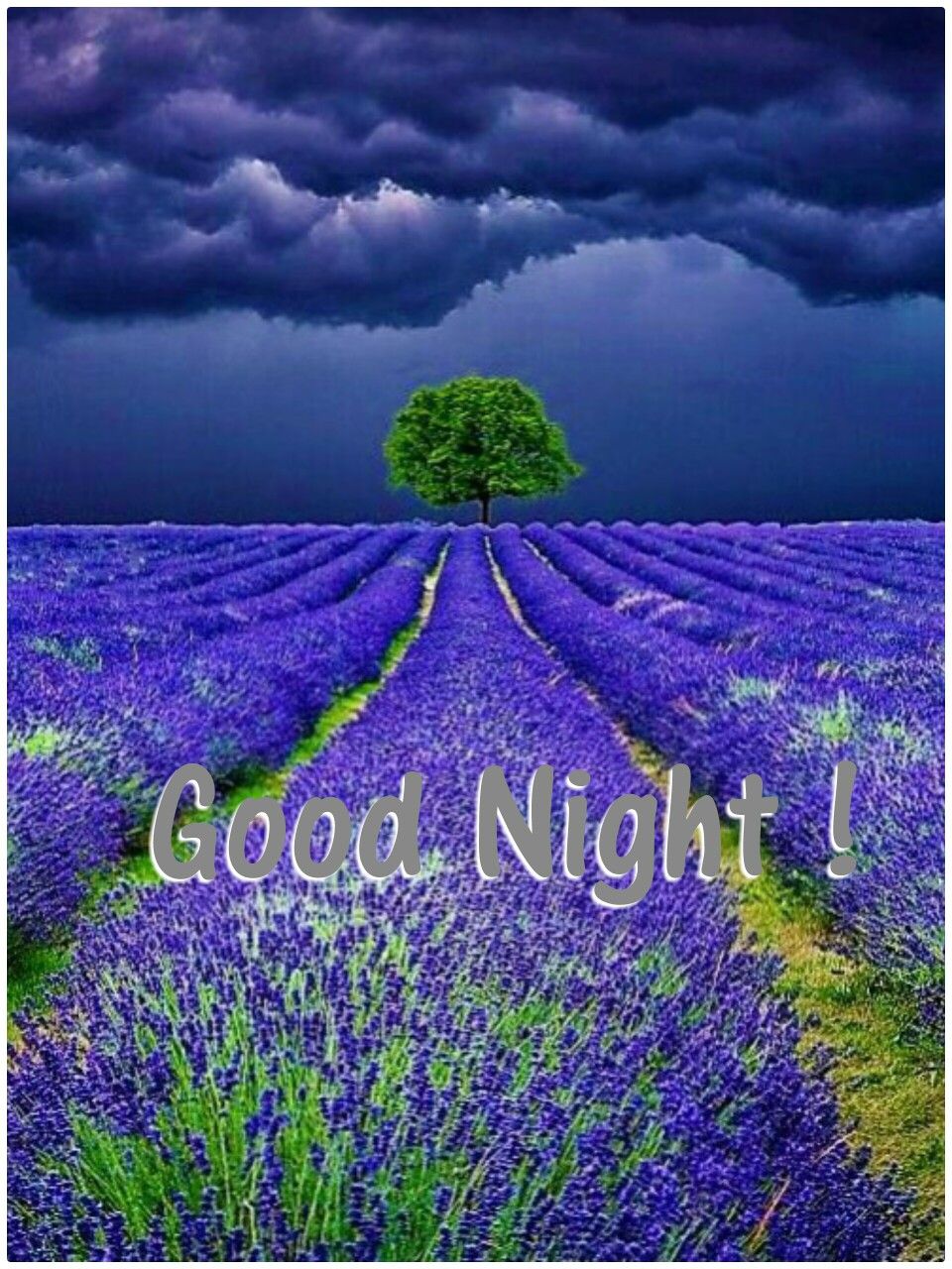 Lavender Field At Night Wallpapers