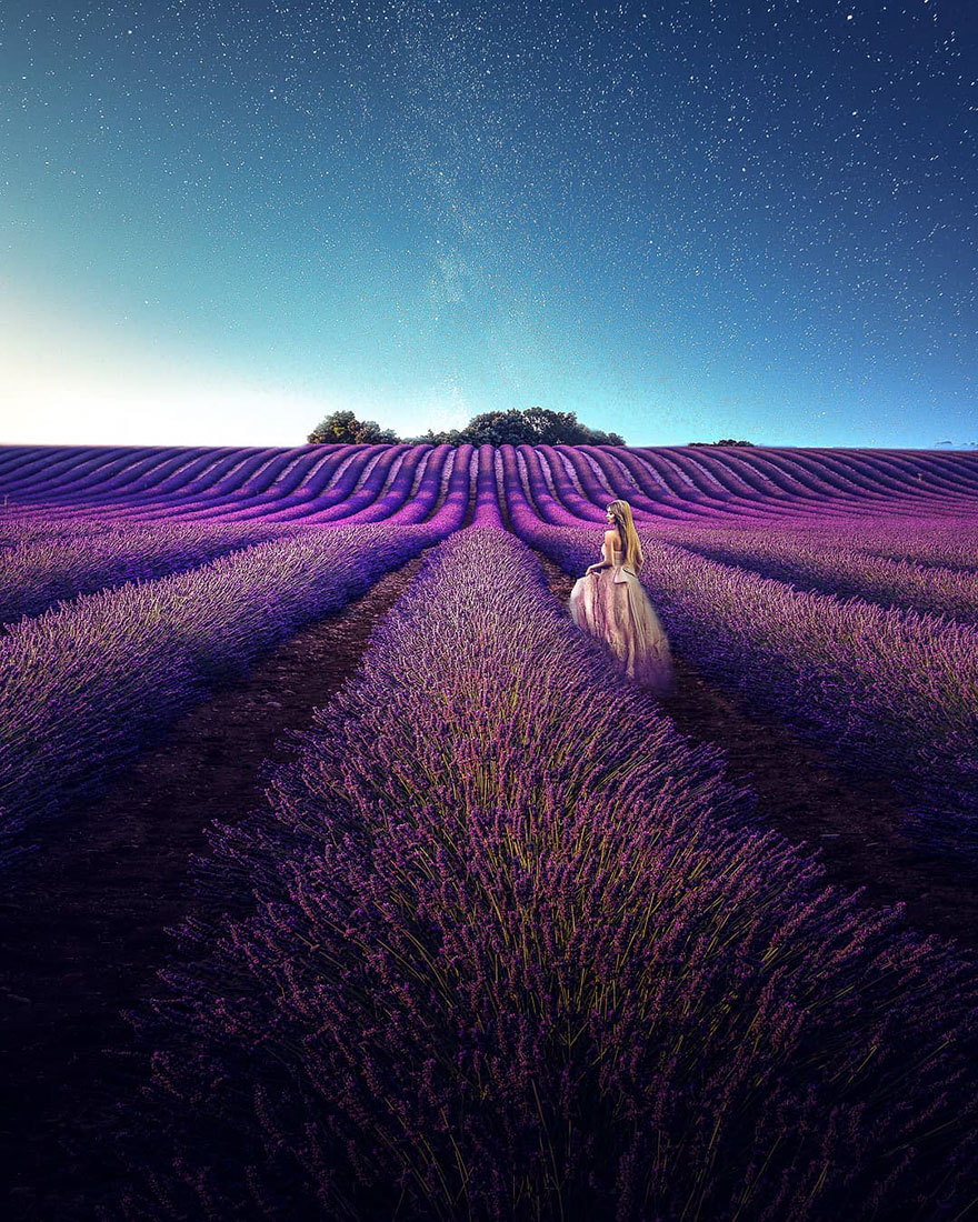 Lavender Field At Night Wallpapers