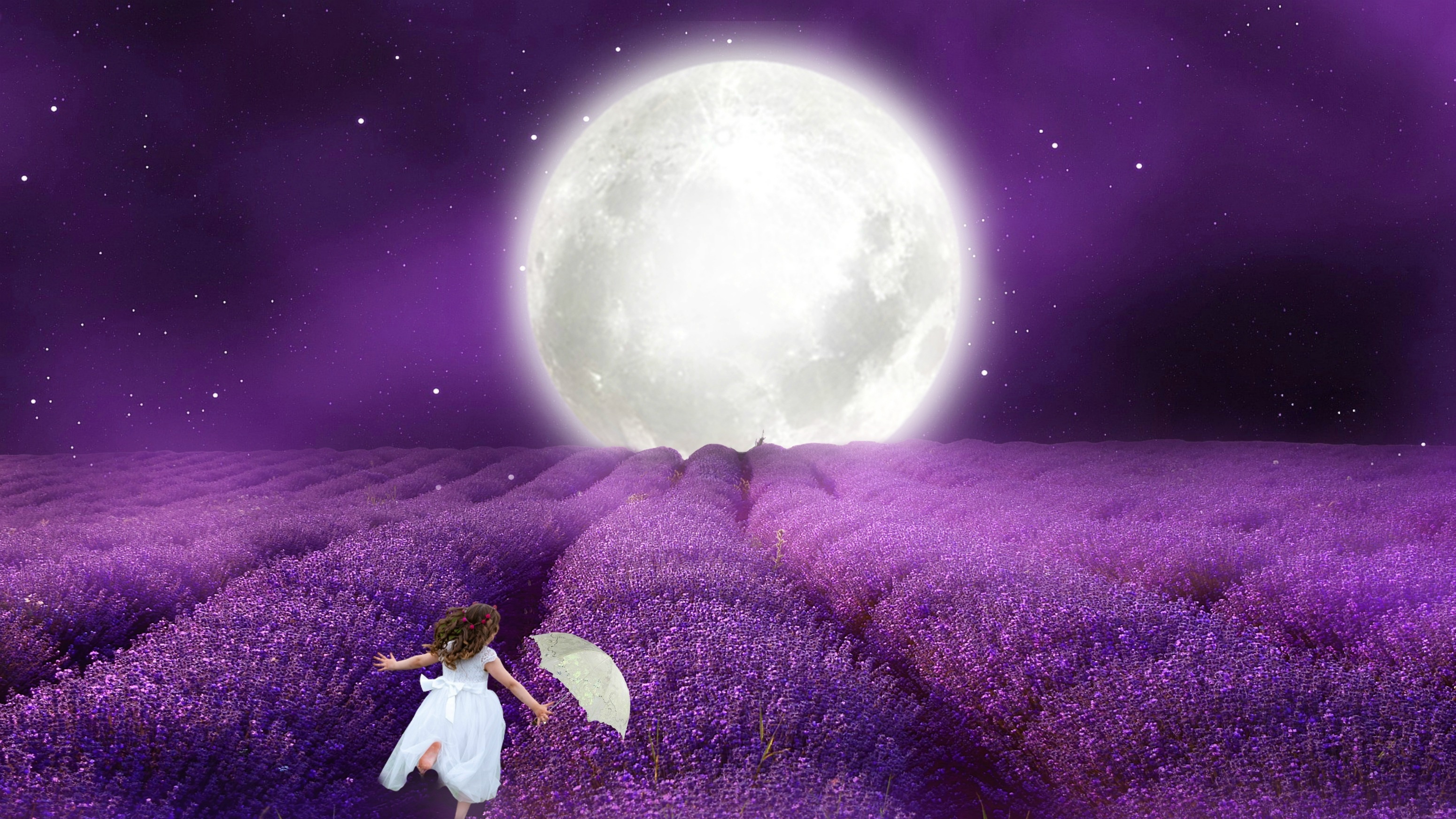 Lavender Field At Night Wallpapers