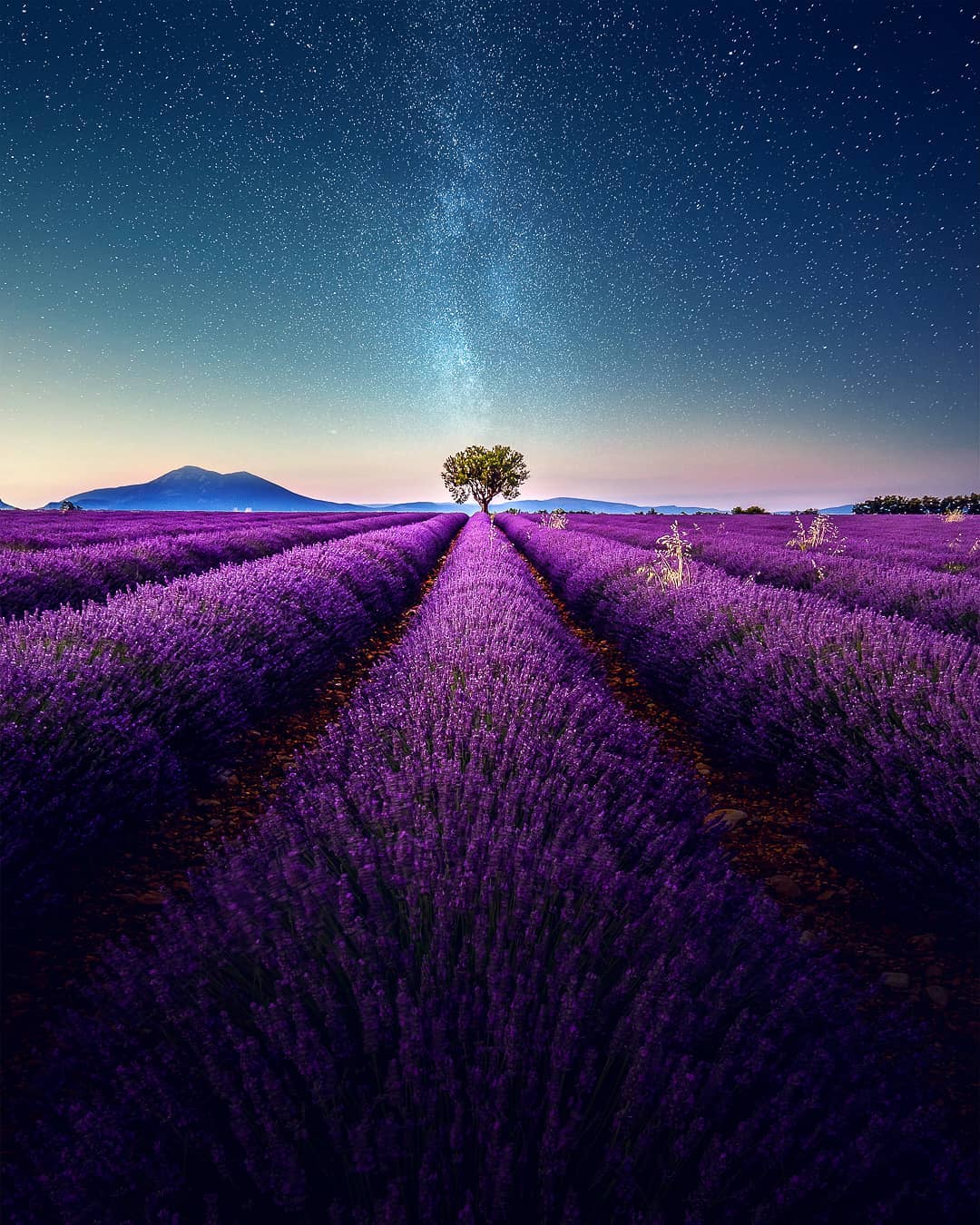 Lavender Field At Starry Night Wallpapers