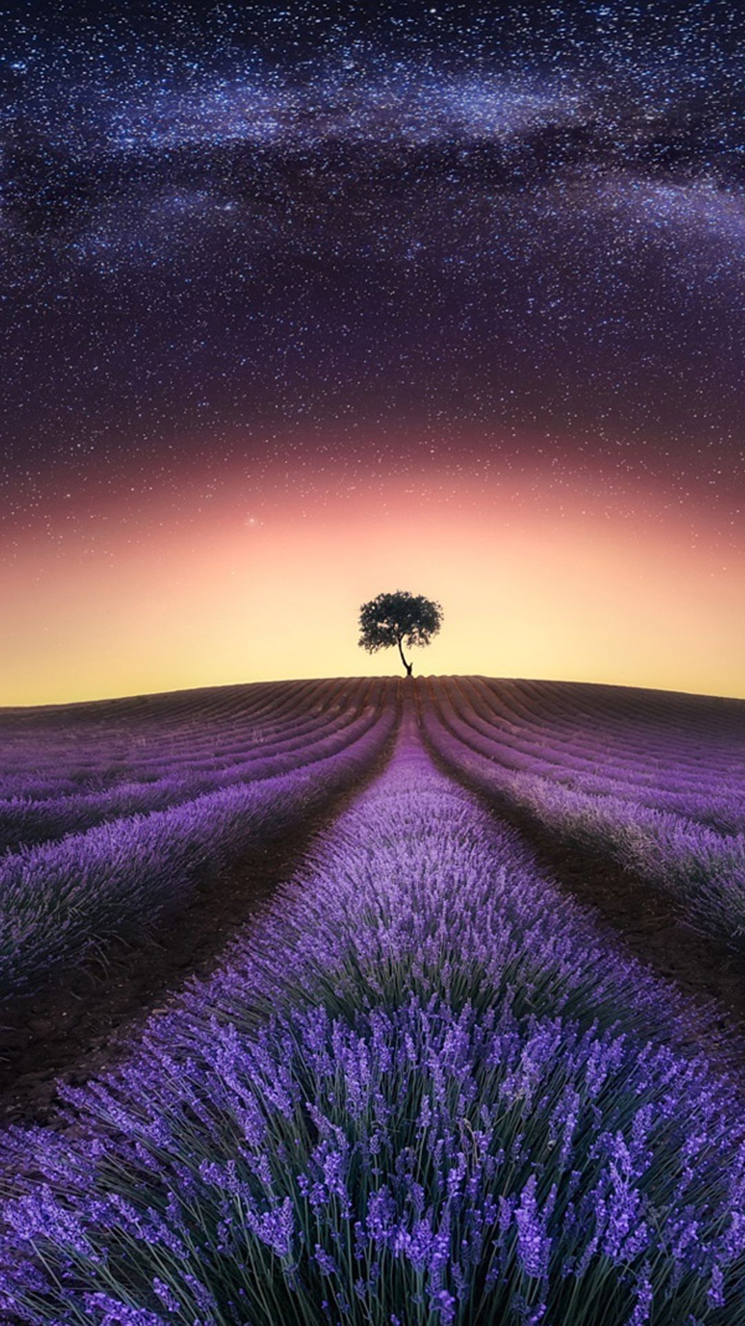 Lavender Field At Starry Night Wallpapers