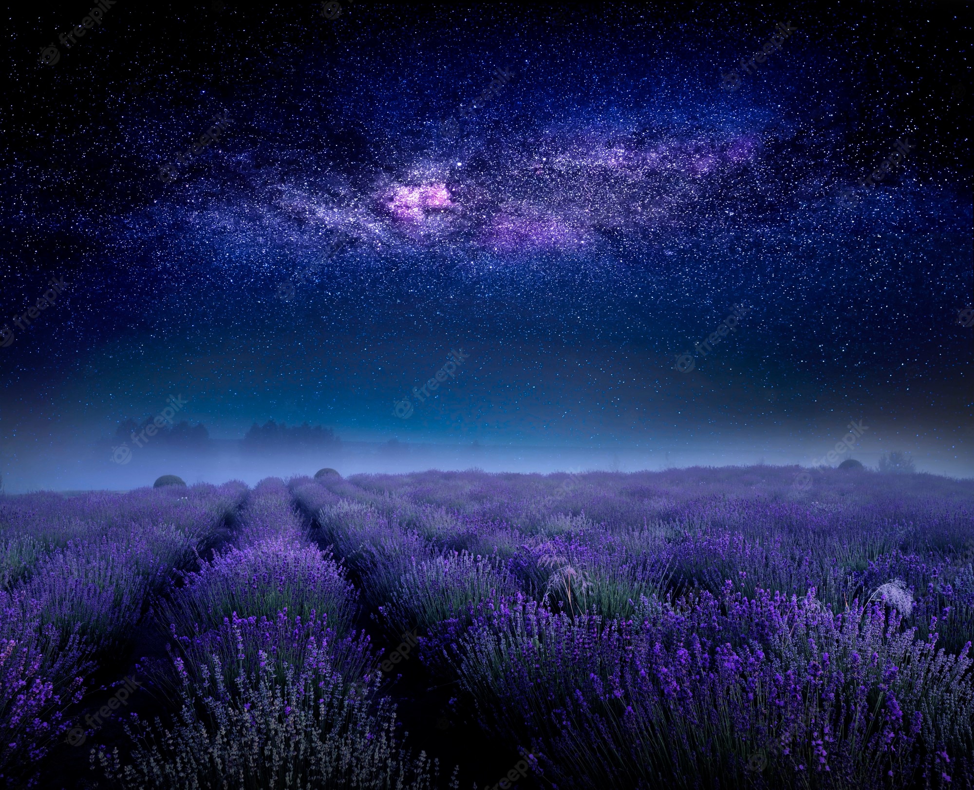 Lavender Field At Starry Night Wallpapers