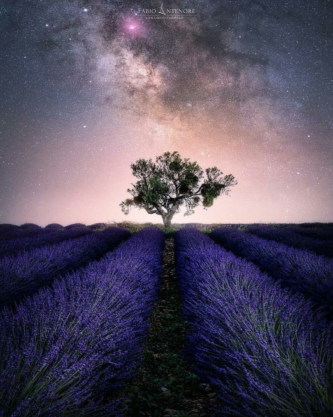 Lavender Field At Starry Night Wallpapers