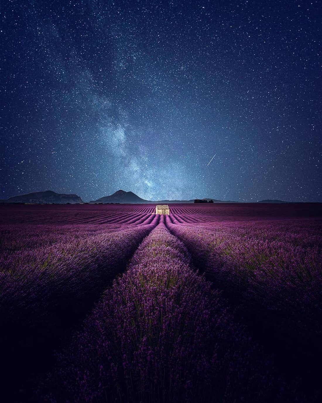 Lavender Field At Starry Night Wallpapers