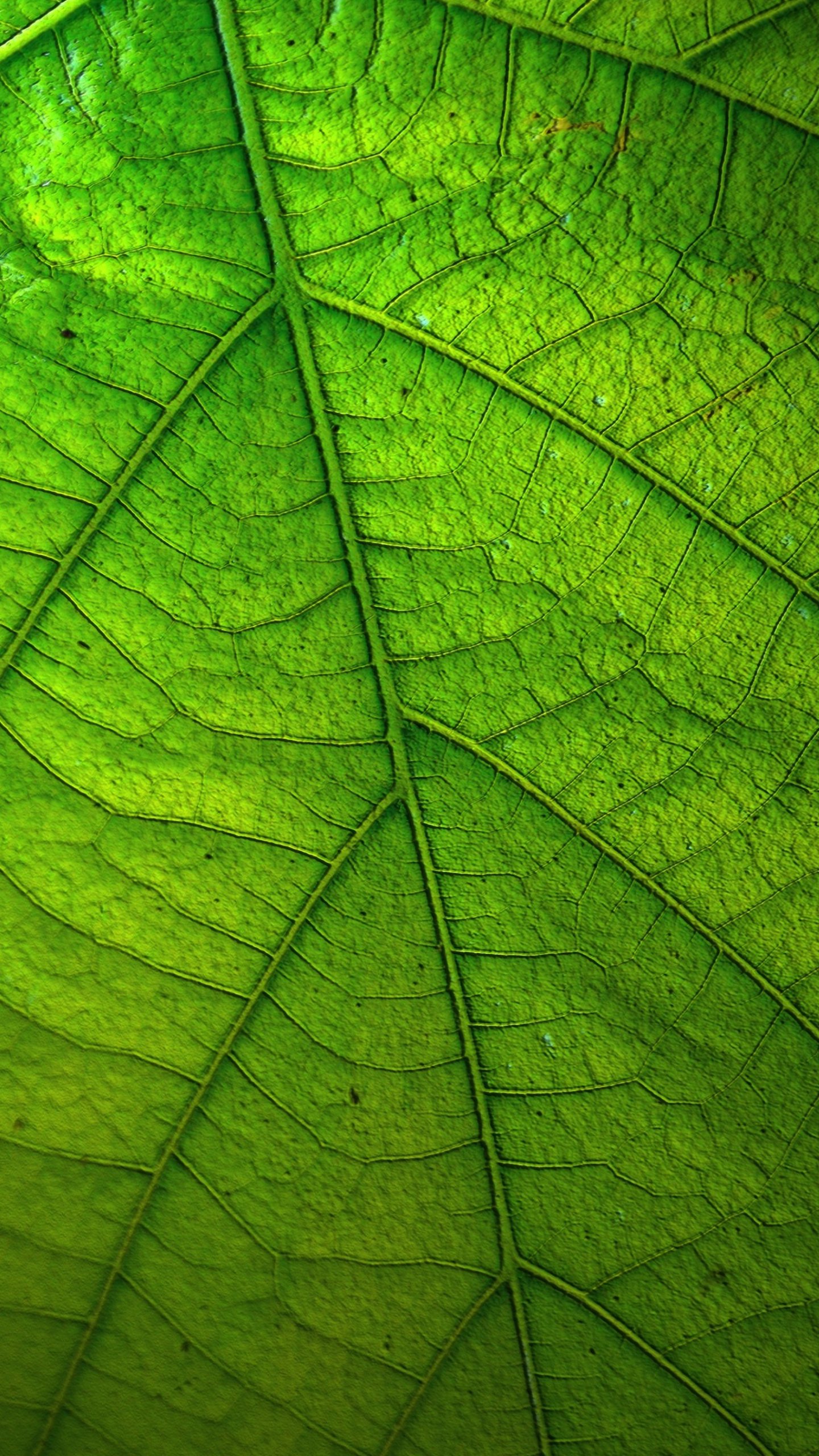 Leaf Wallpapers