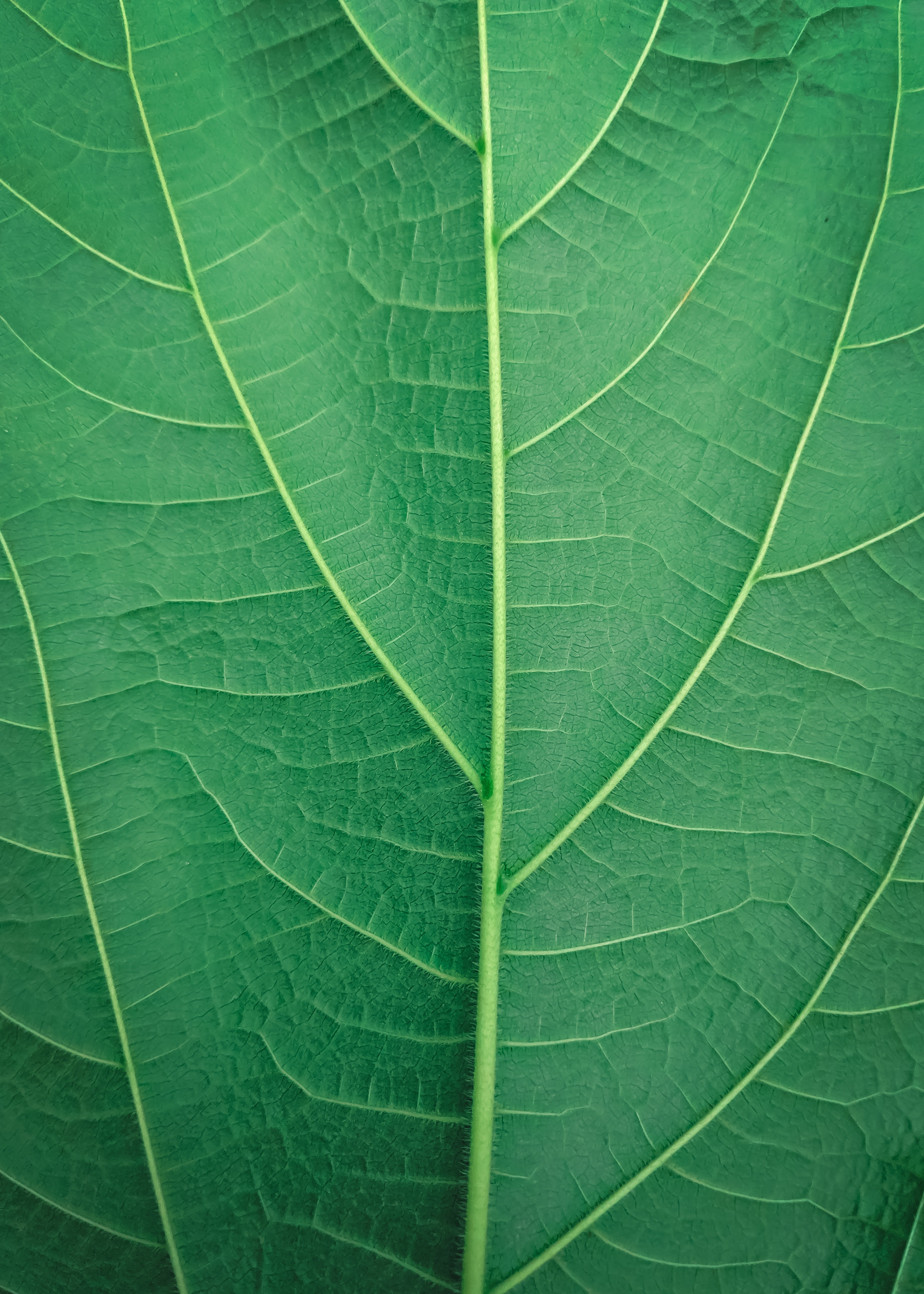 Leaf Wallpapers