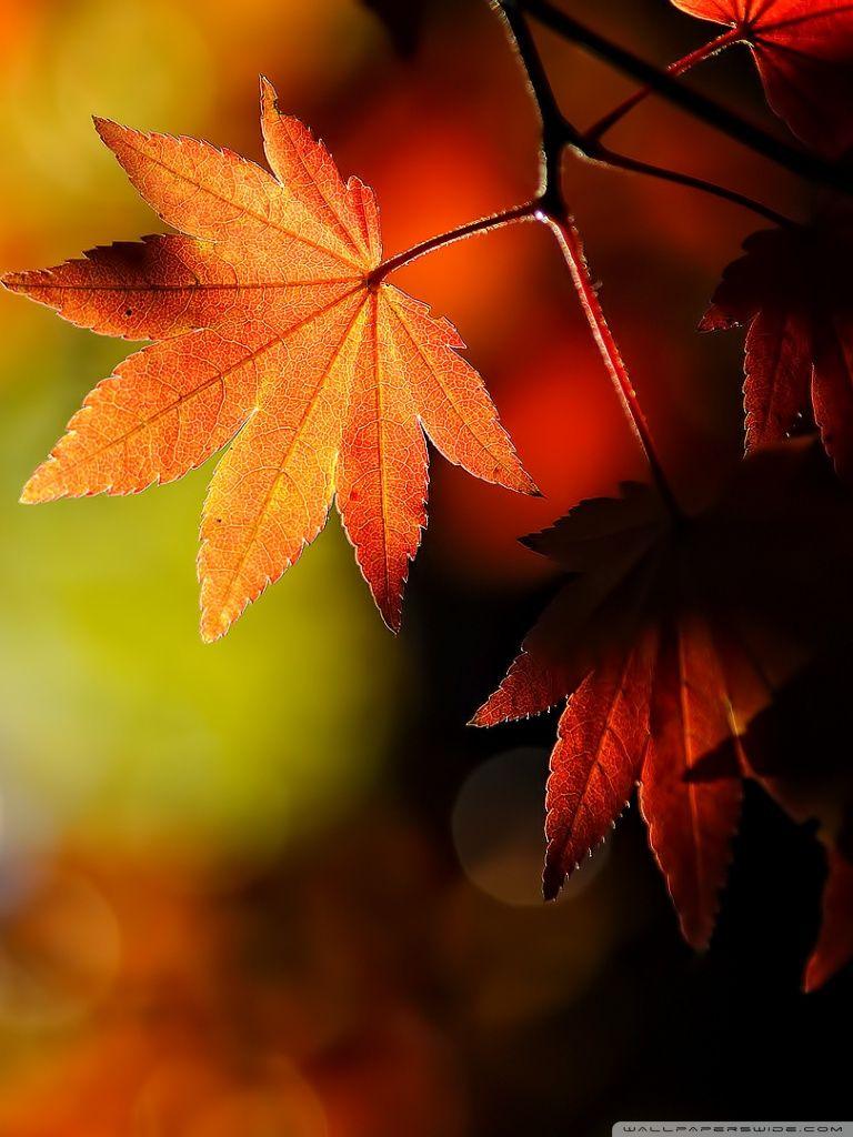 Leaf Wallpapers