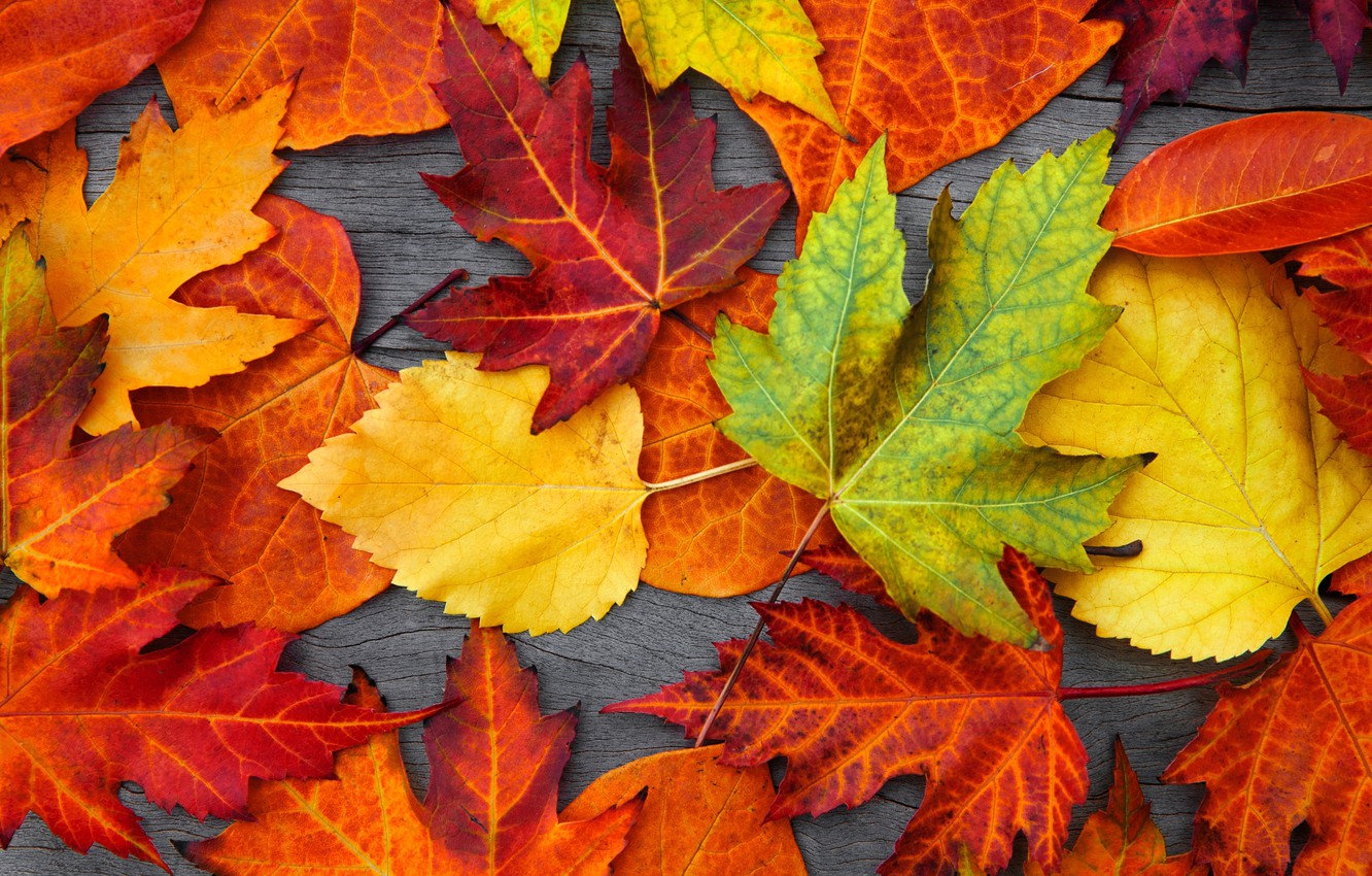 Leaf Autumn Wallpapers