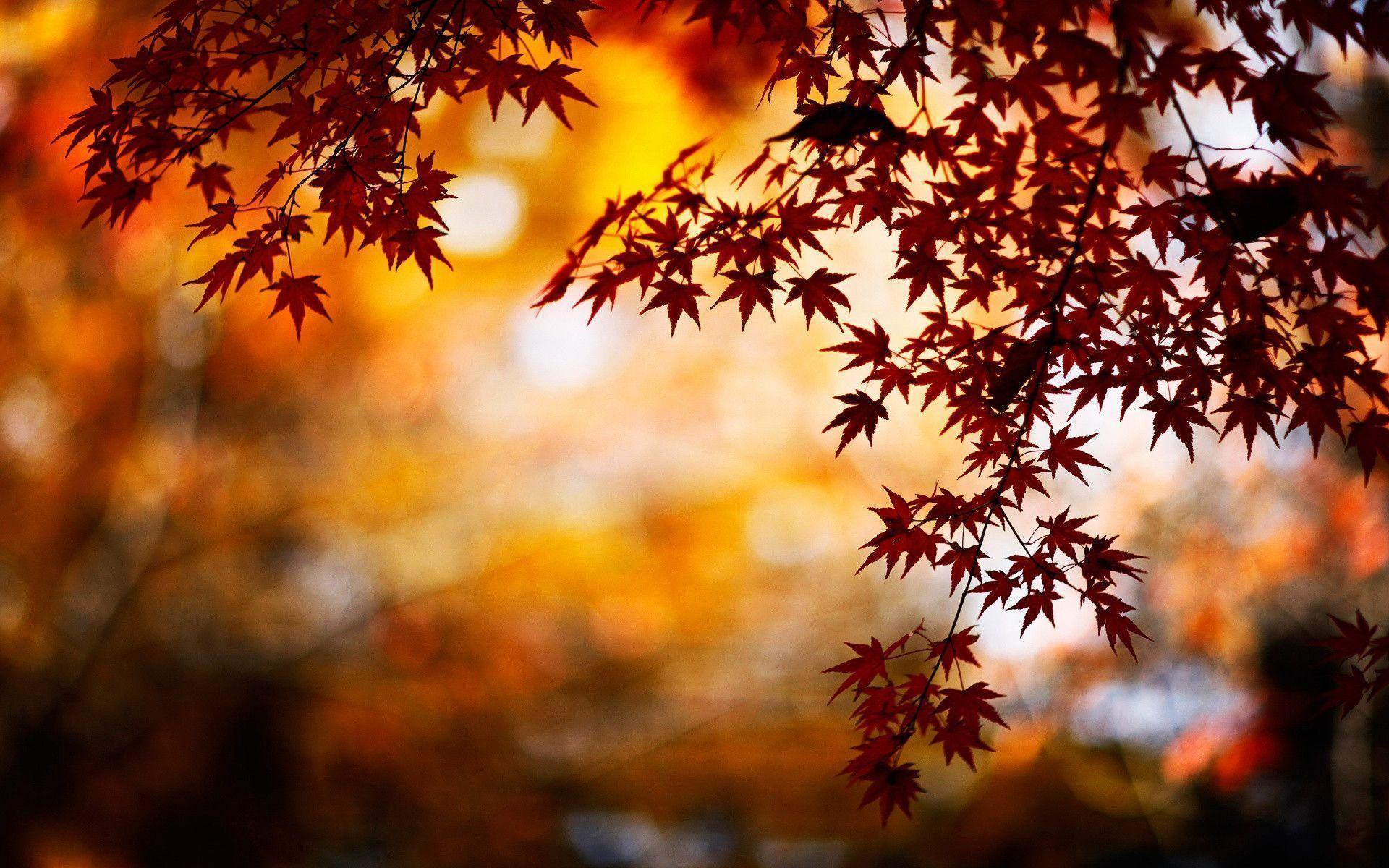 Leaf Autumn Wallpapers