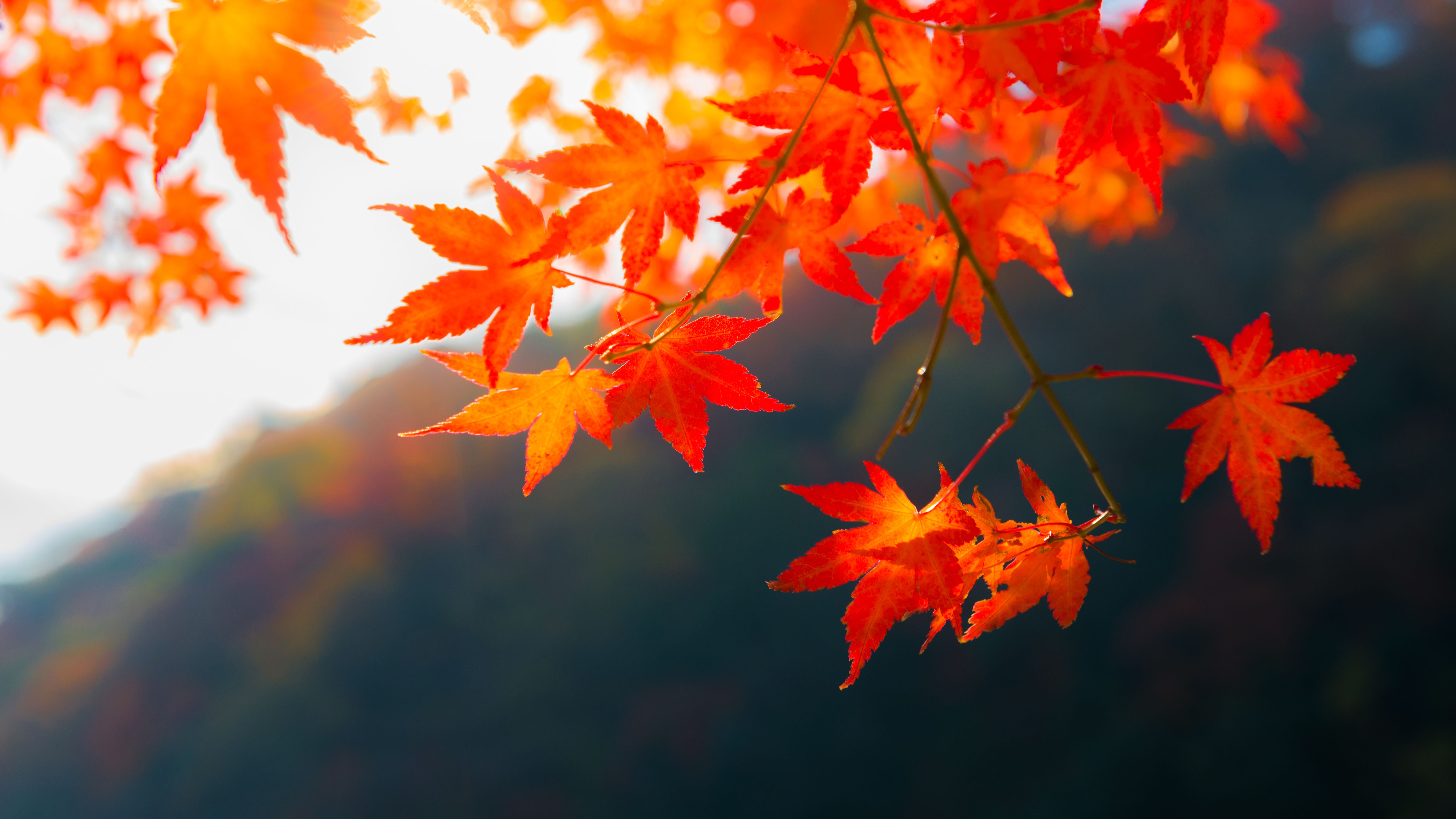 Leaf Autumn Wallpapers