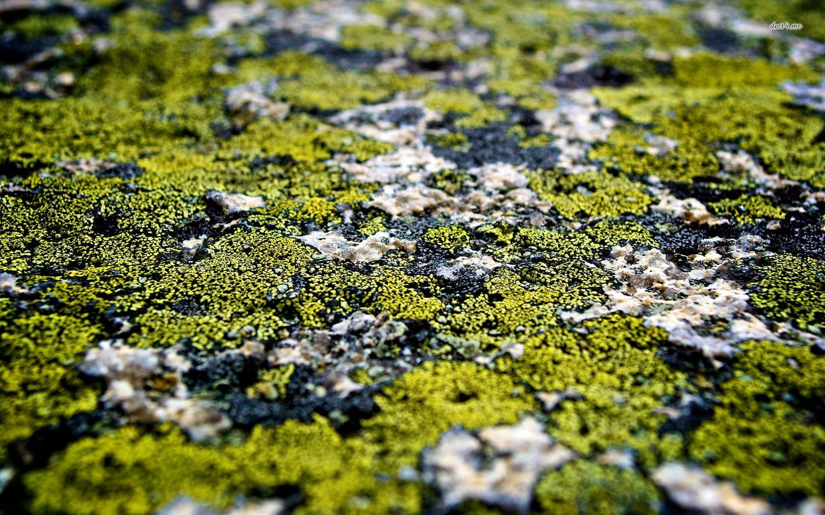 Lichen Wallpapers