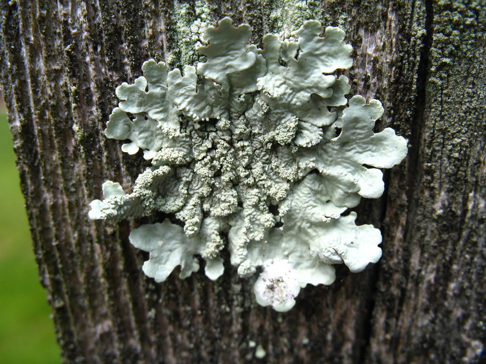 Lichen Wallpapers