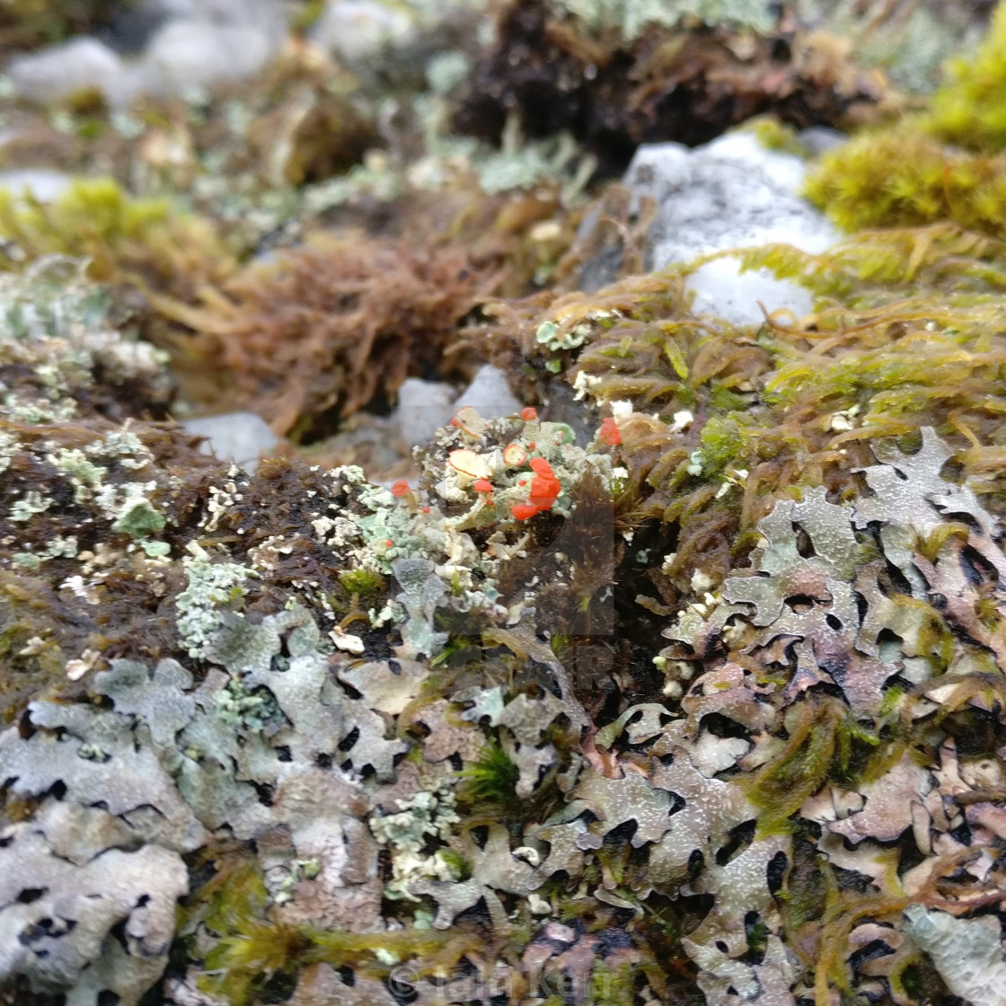 Lichen Wallpapers