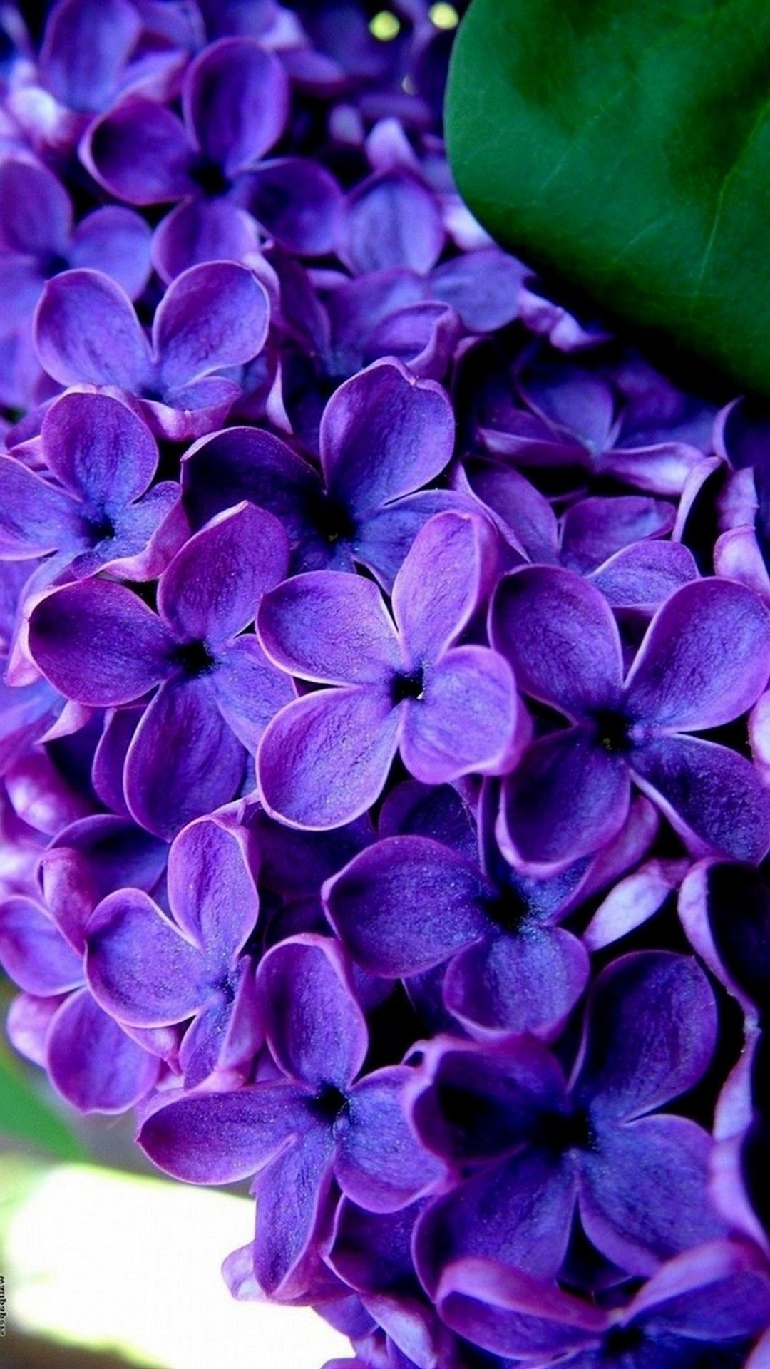 Lilac Flower Wallpapers