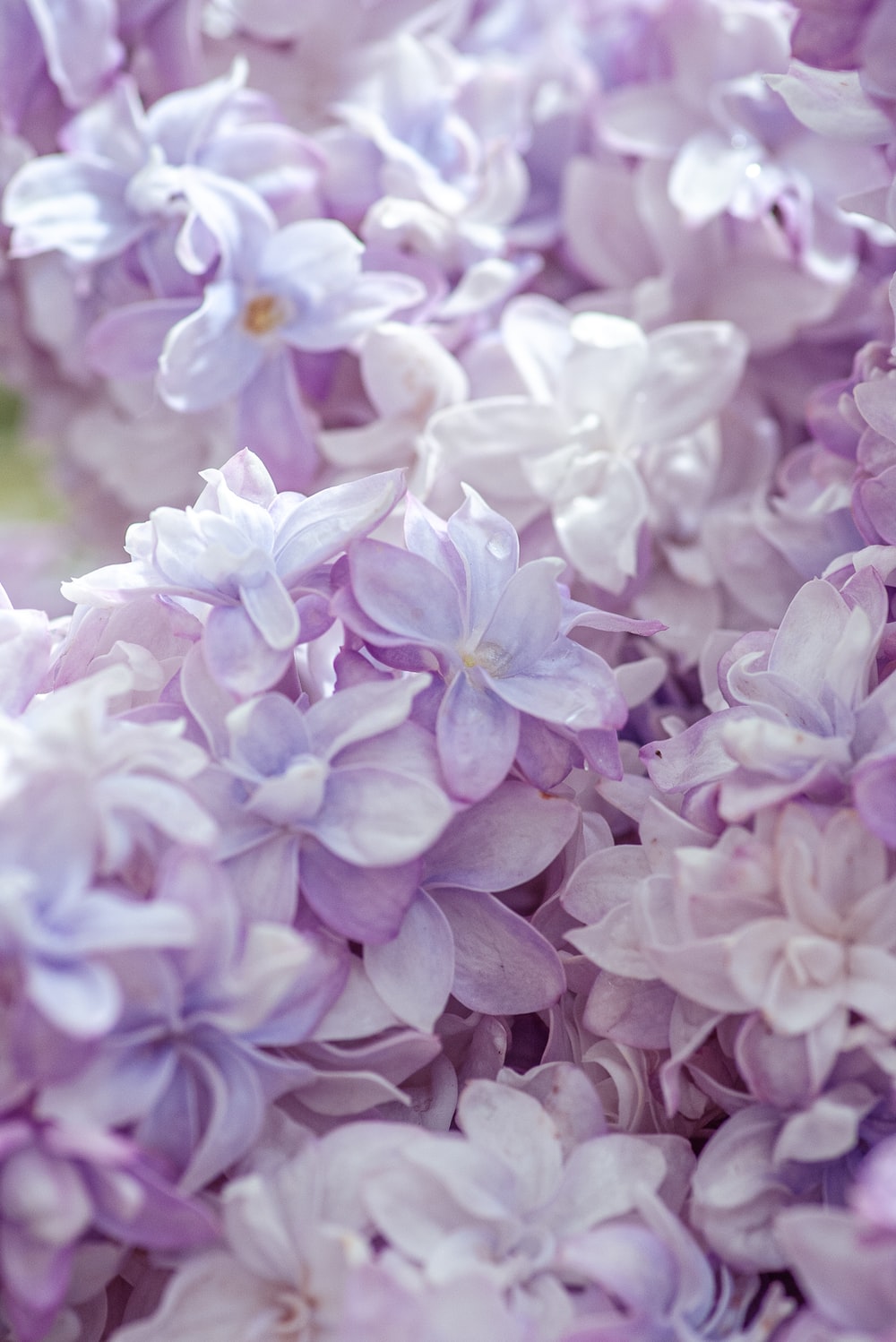 Lilac Flower Wallpapers