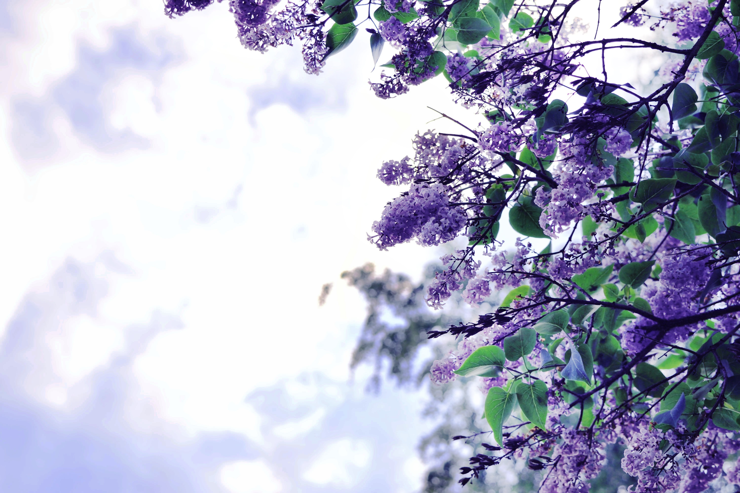 Lilac Flower Wallpapers