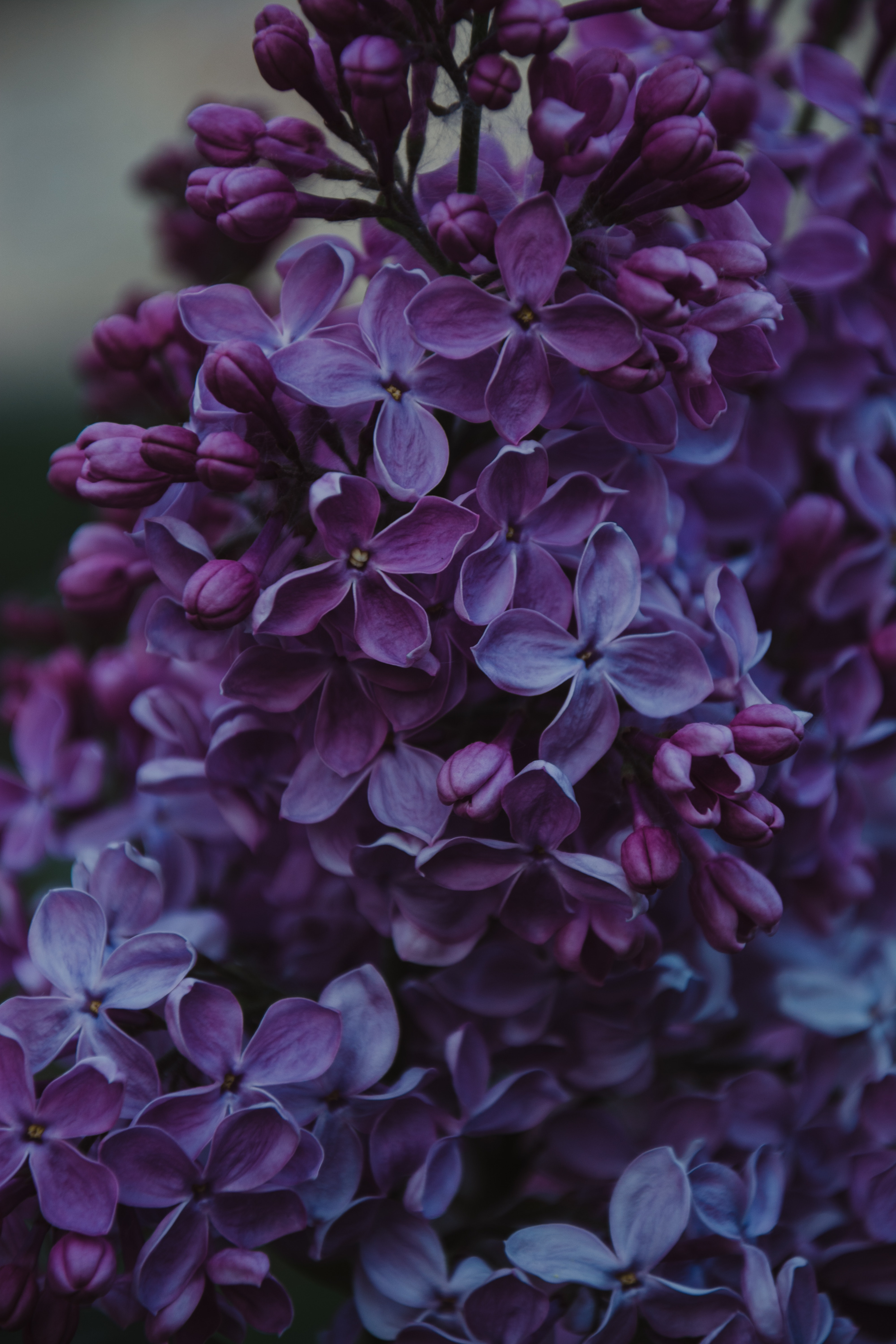 Lilac Flower Wallpapers