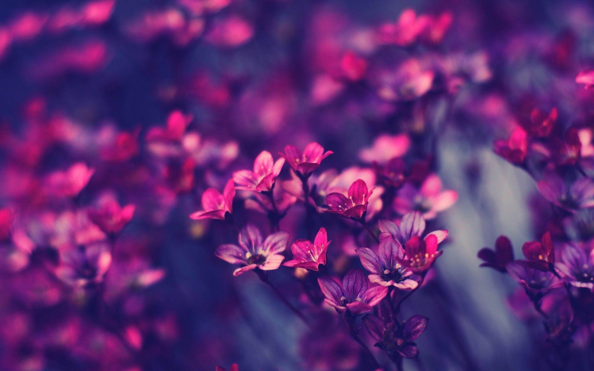 Lilac Flower Wallpapers