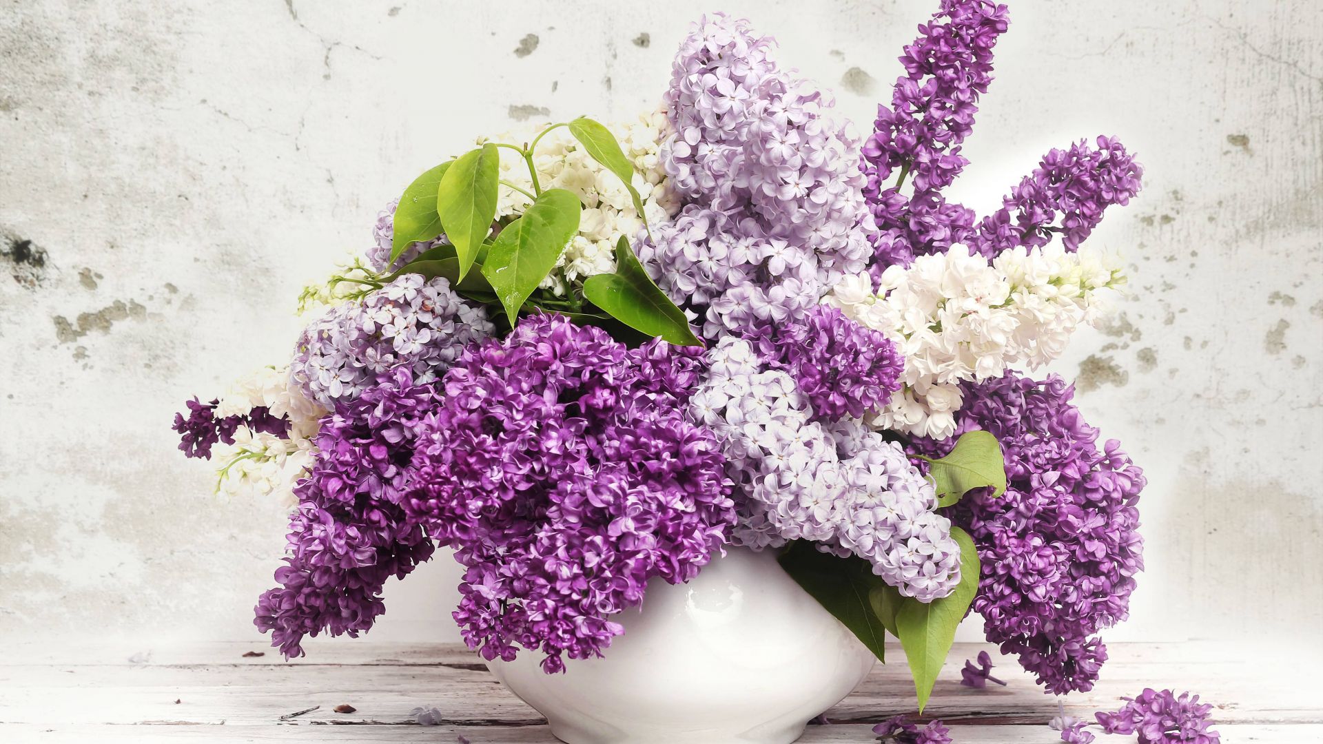 Lilac Flower Wallpapers