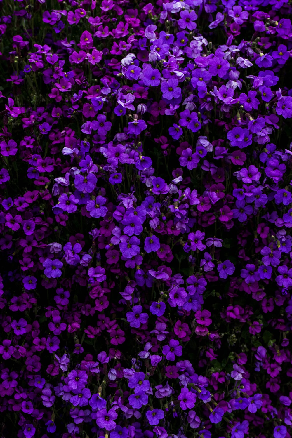 Lilac Flower Wallpapers