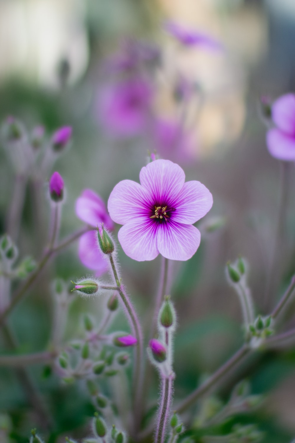 Lilac Flower Wallpapers