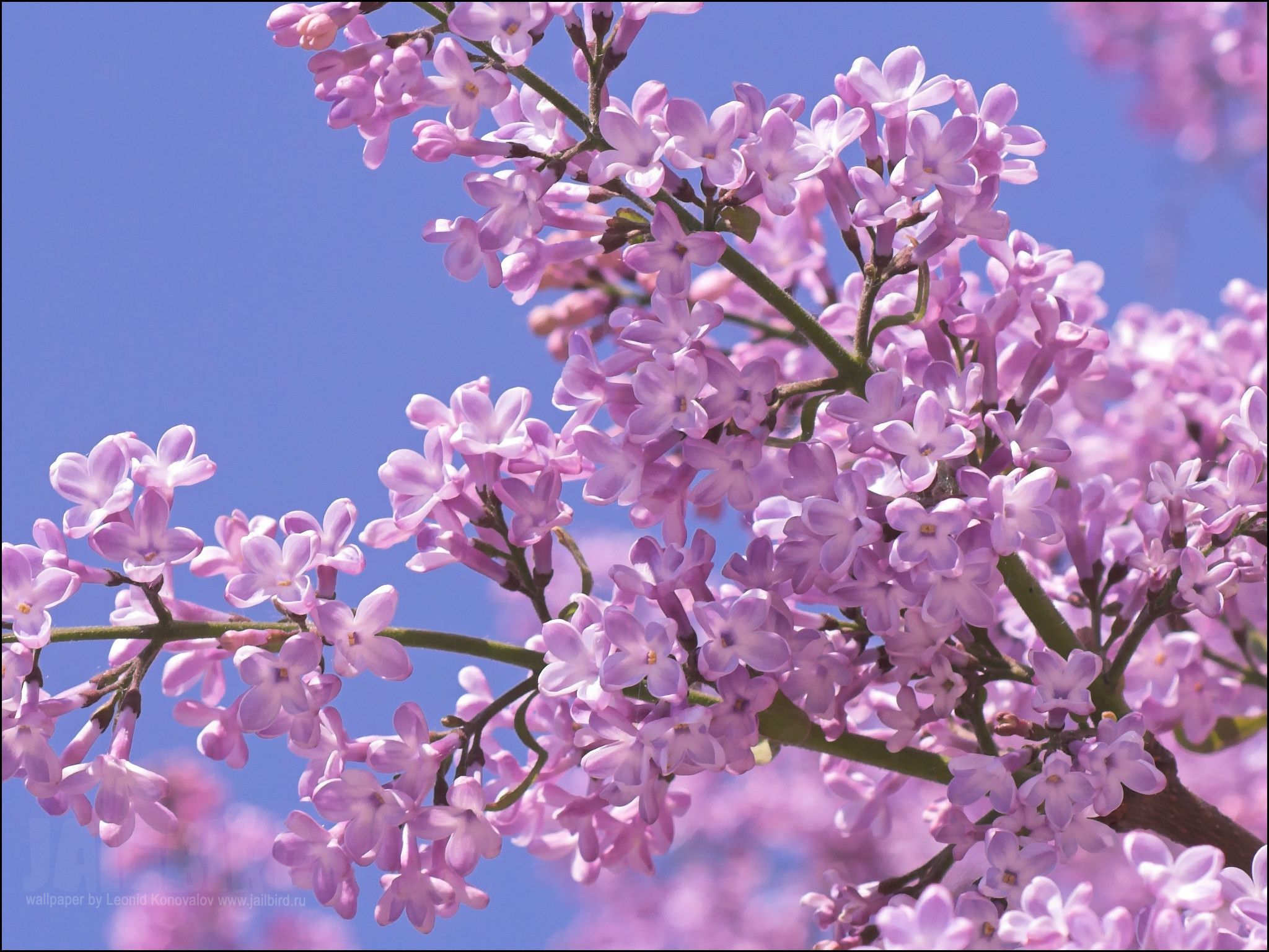 Lilac Flower Wallpapers