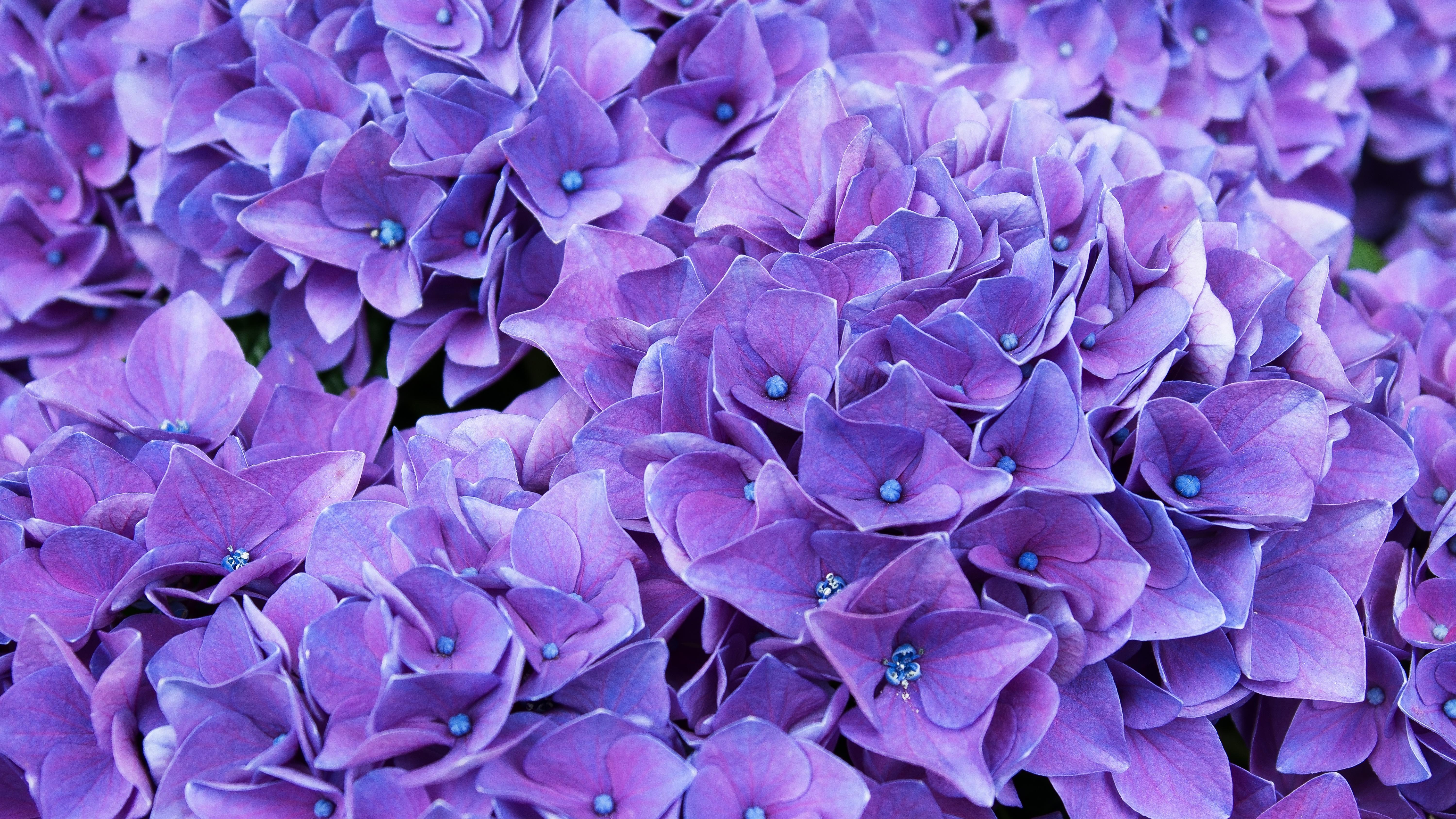 Lilac Flower Wallpapers