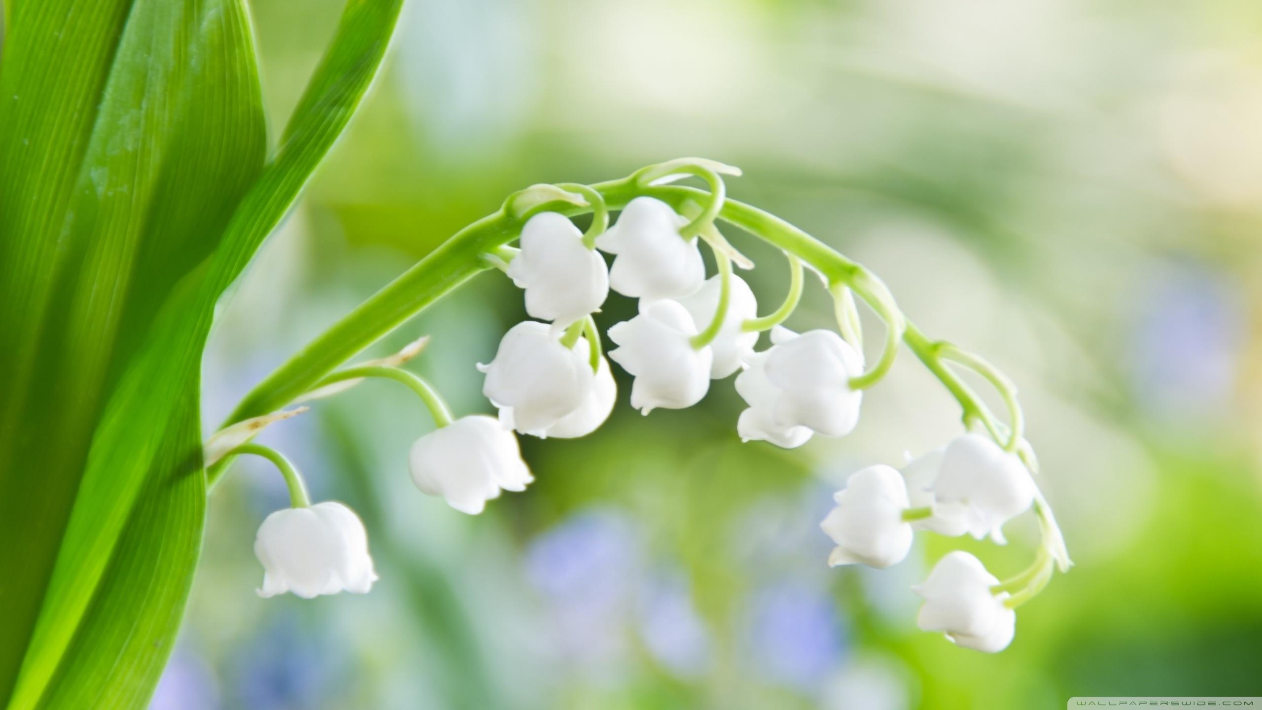 Lily Of The Valley Wallpapers