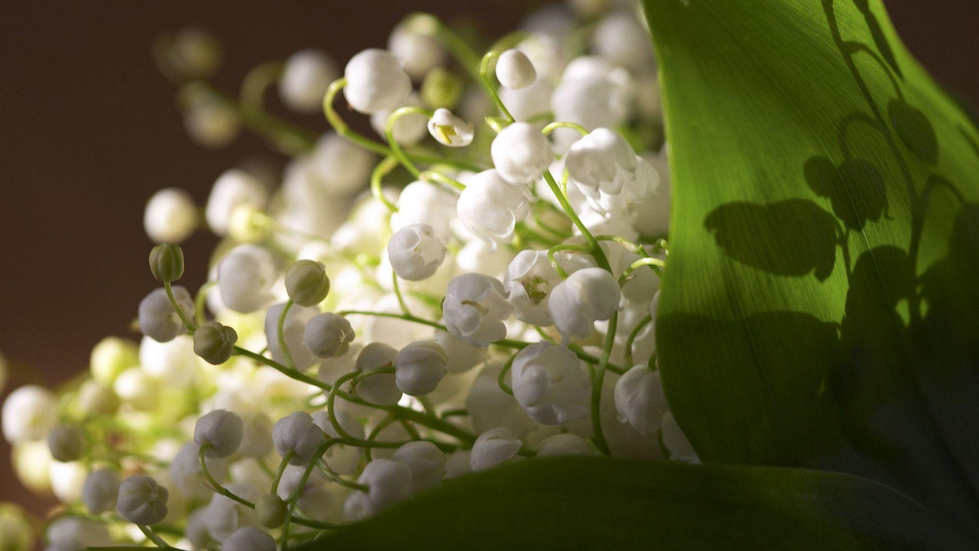 Lily Of The Valley Wallpapers