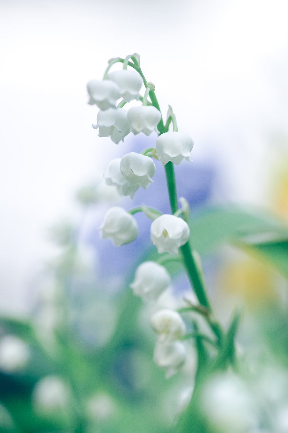 Lily Of The Valley Wallpapers