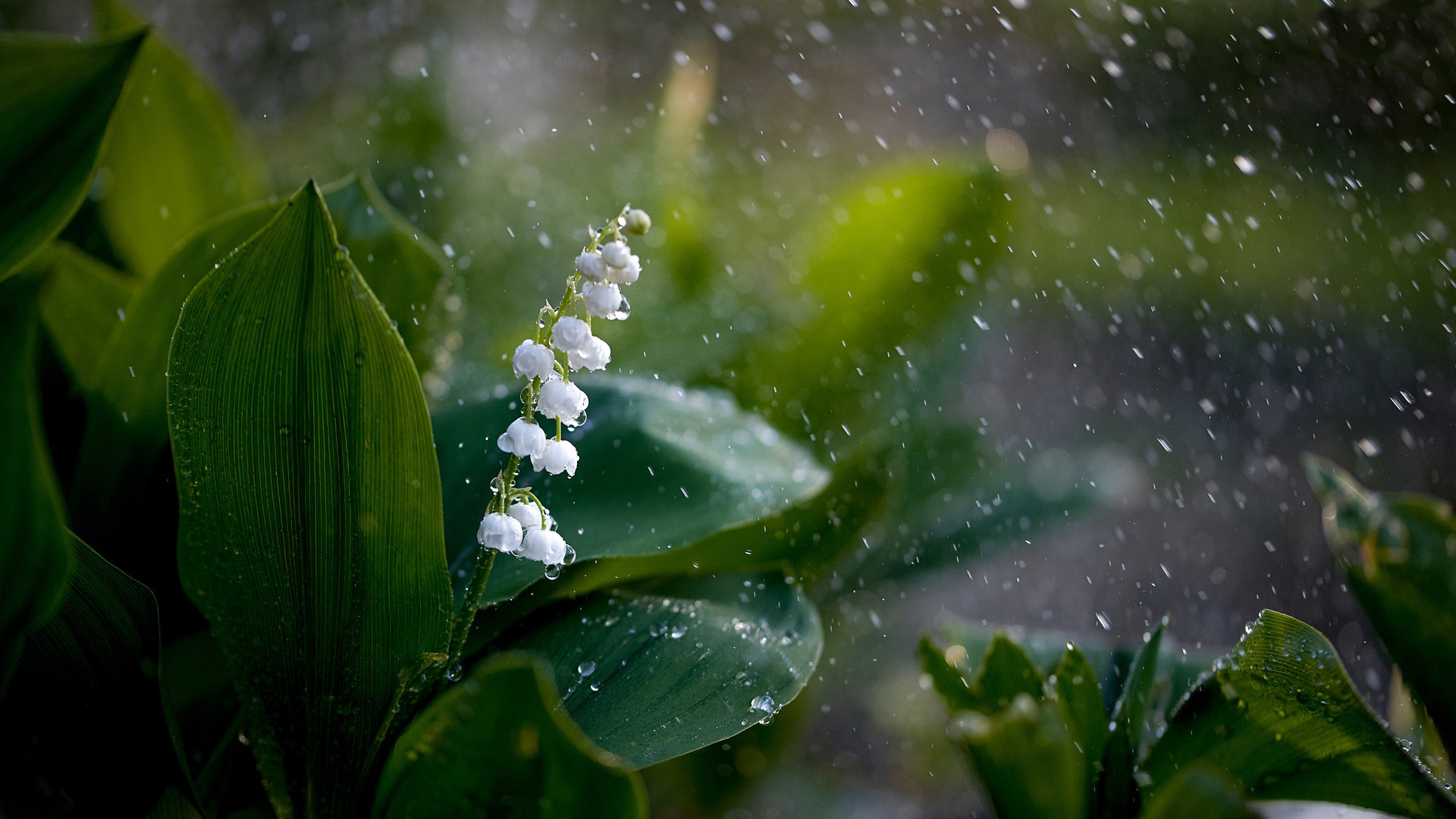 Lily Of The Valley Wallpapers