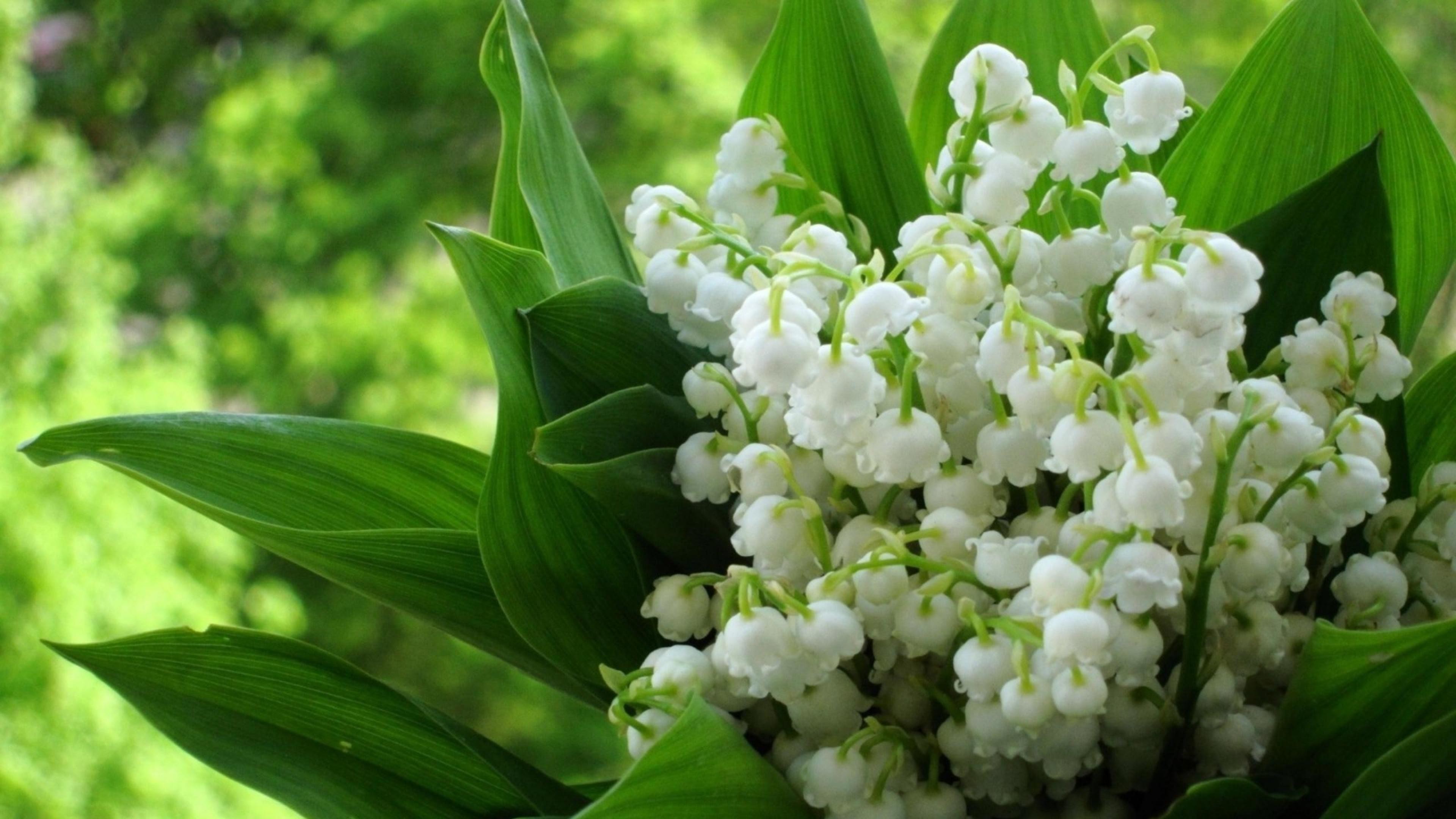 Lily Of The Valley Wallpapers