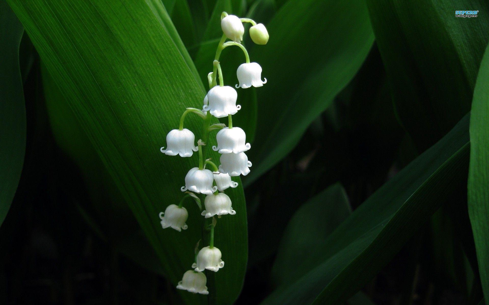 Lily Of The Valley Wallpapers