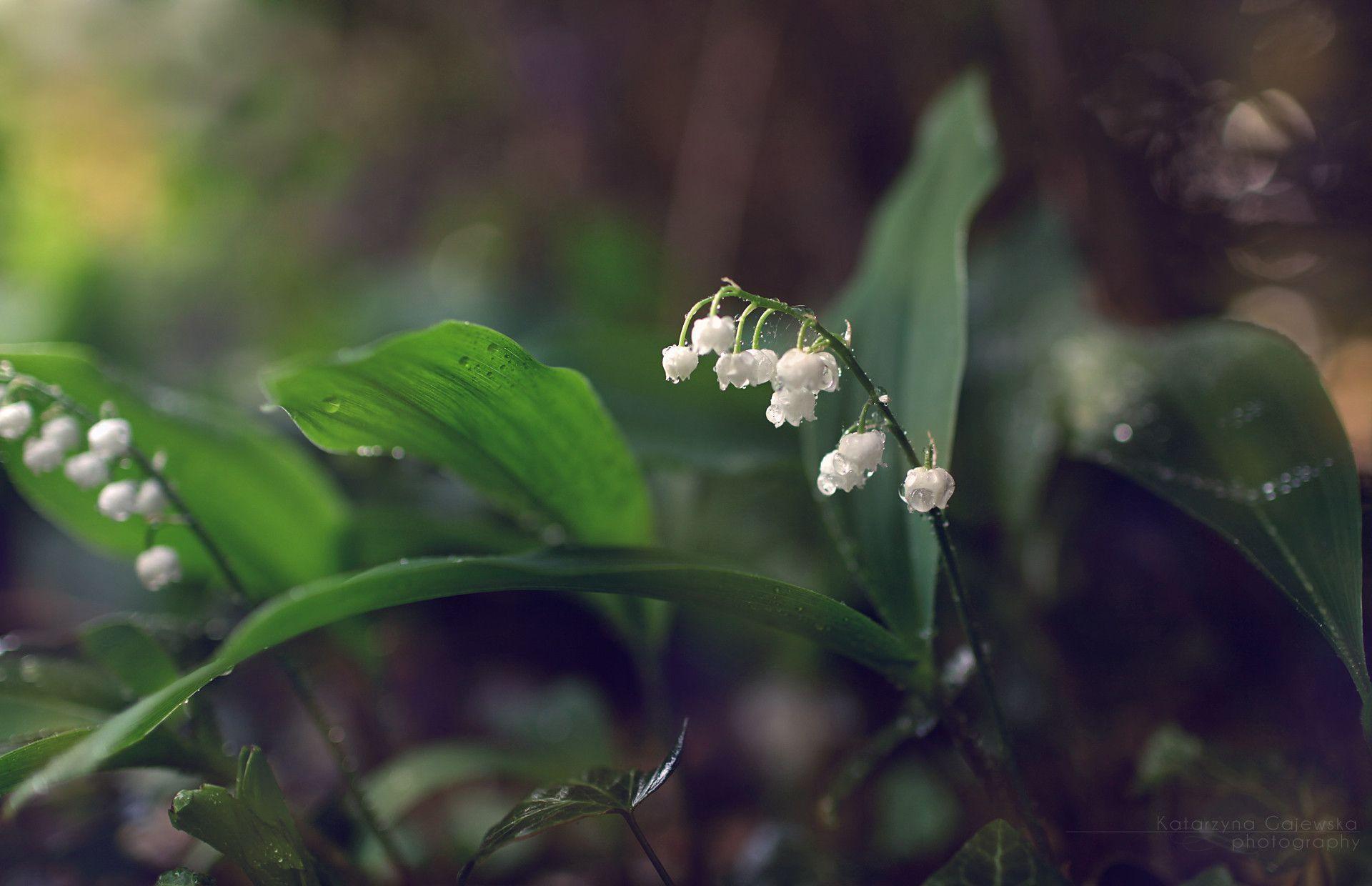 Lily Of The Valley Wallpapers