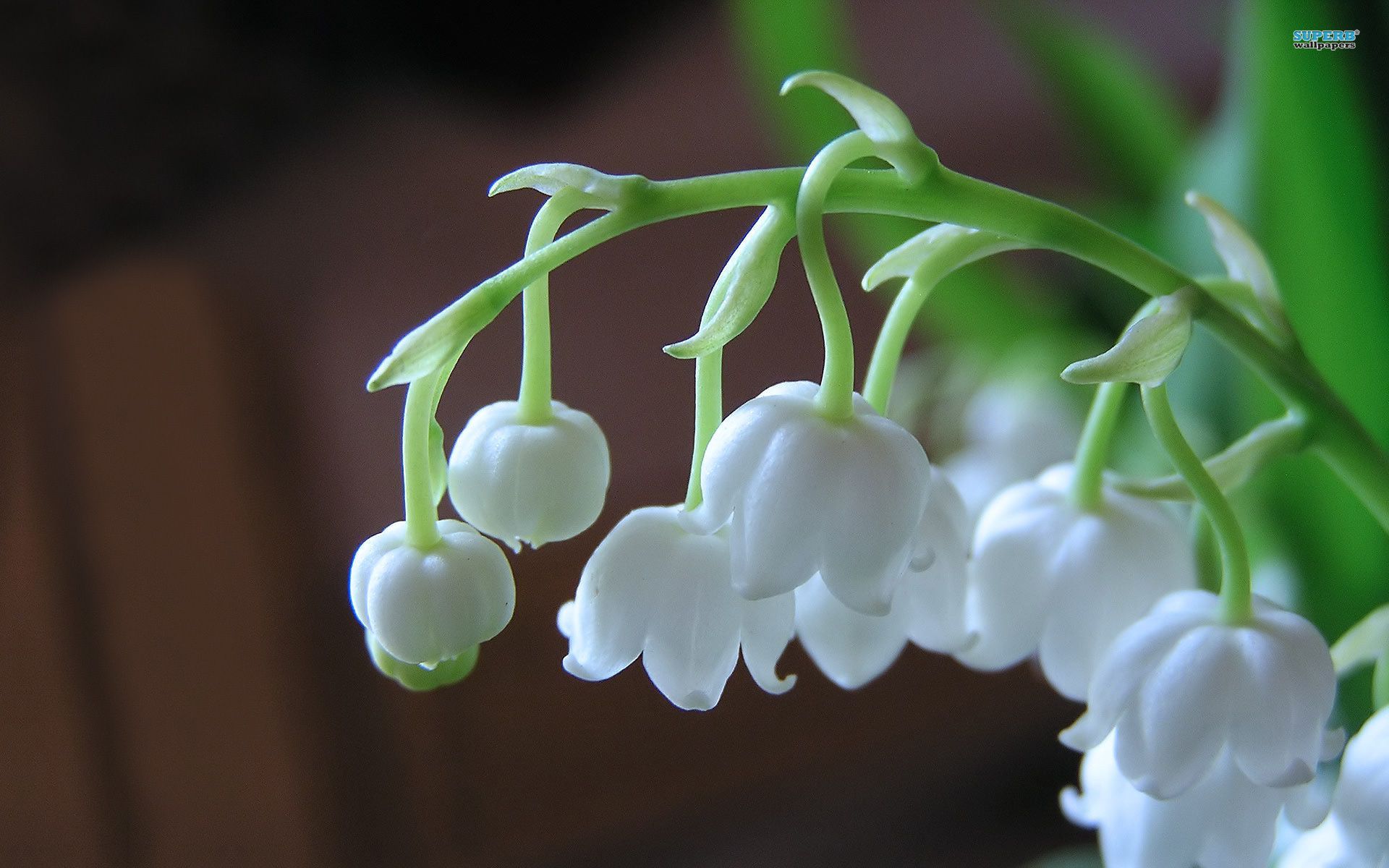 Lily Of The Valley Wallpapers