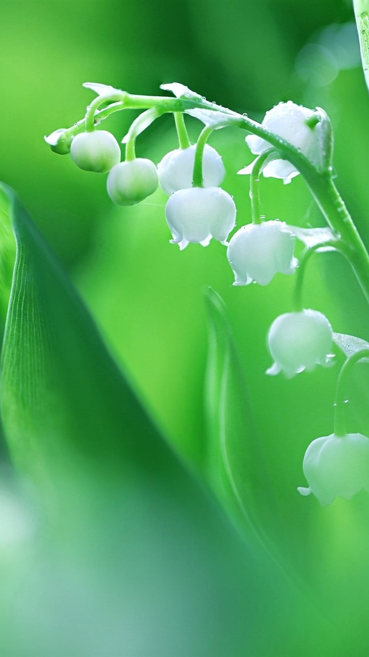 Lily Of The Valley Wallpapers