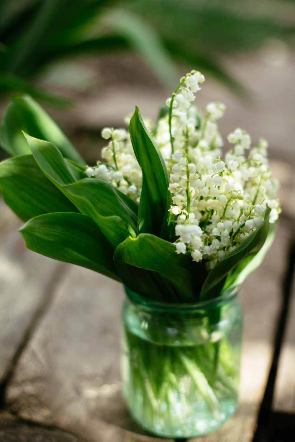 Lily Of The Valley Wallpapers