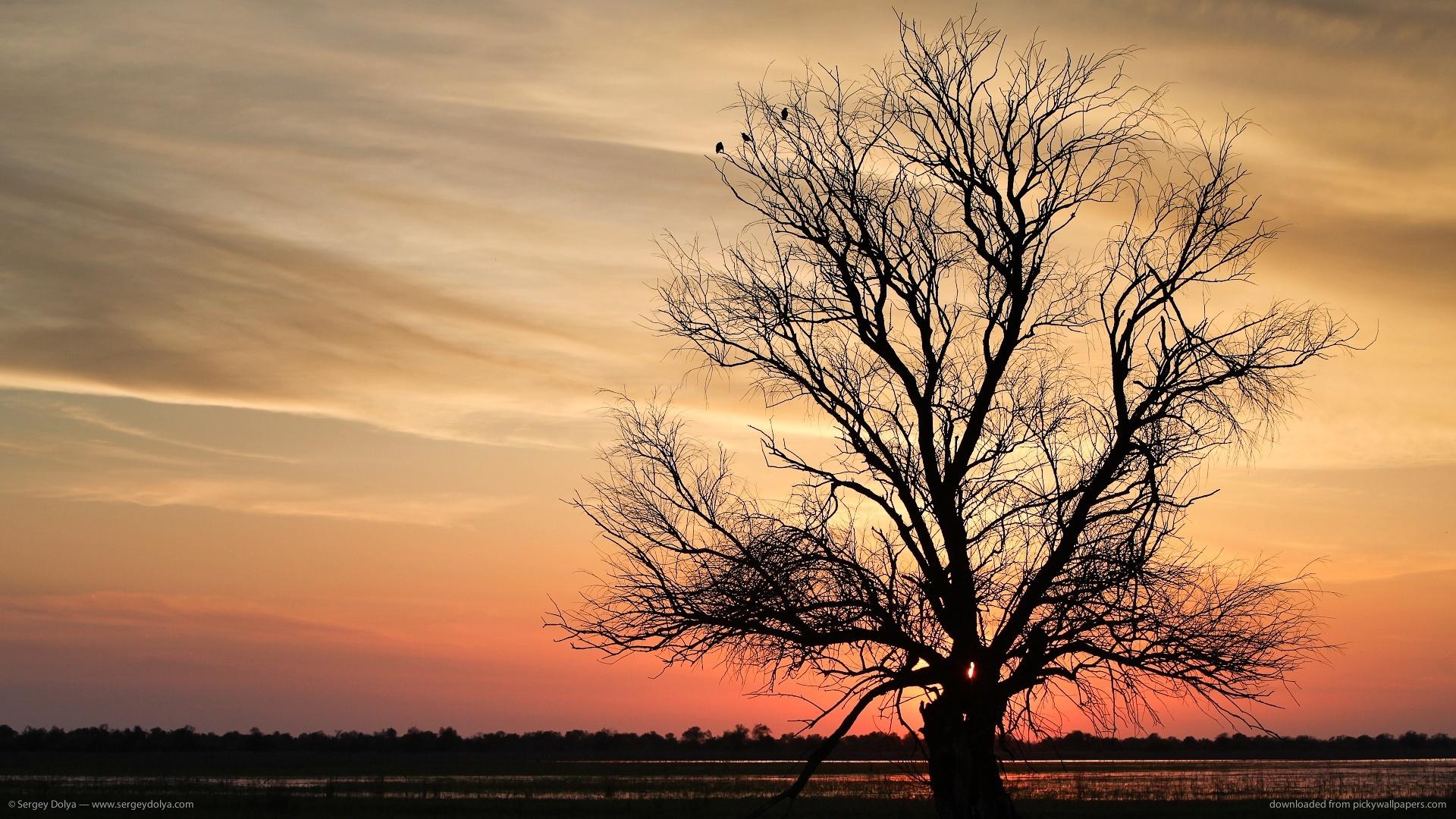 Lonely Dead Tree 5K Wallpapers