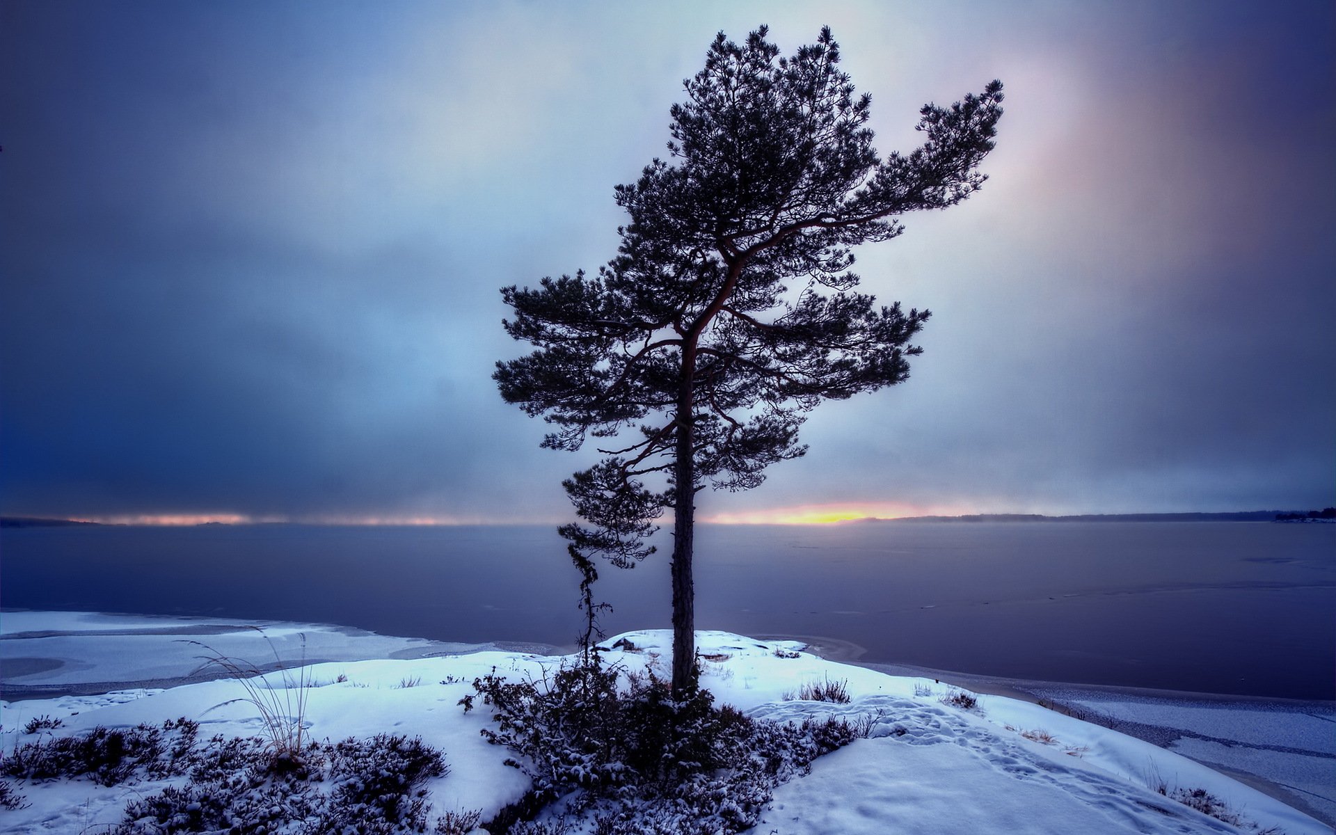 Lonely Tree In Snow Field Wallpapers