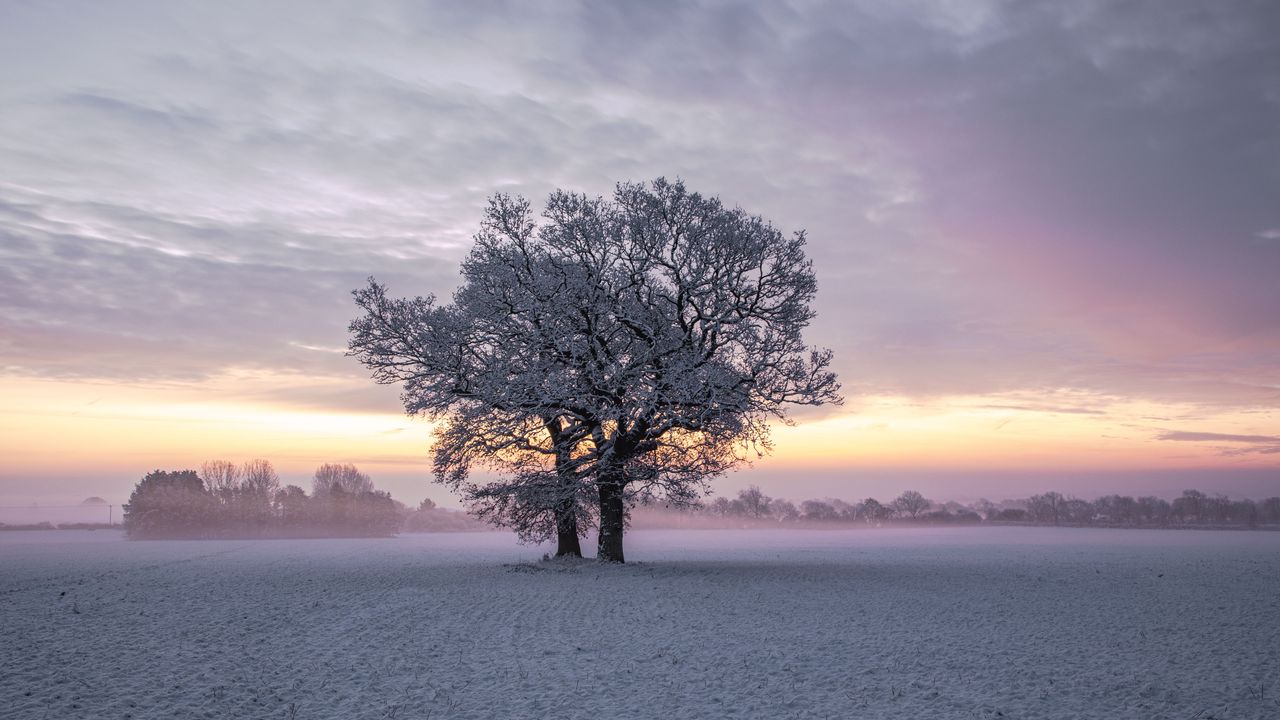 Lonely Tree In Snow Field Wallpapers