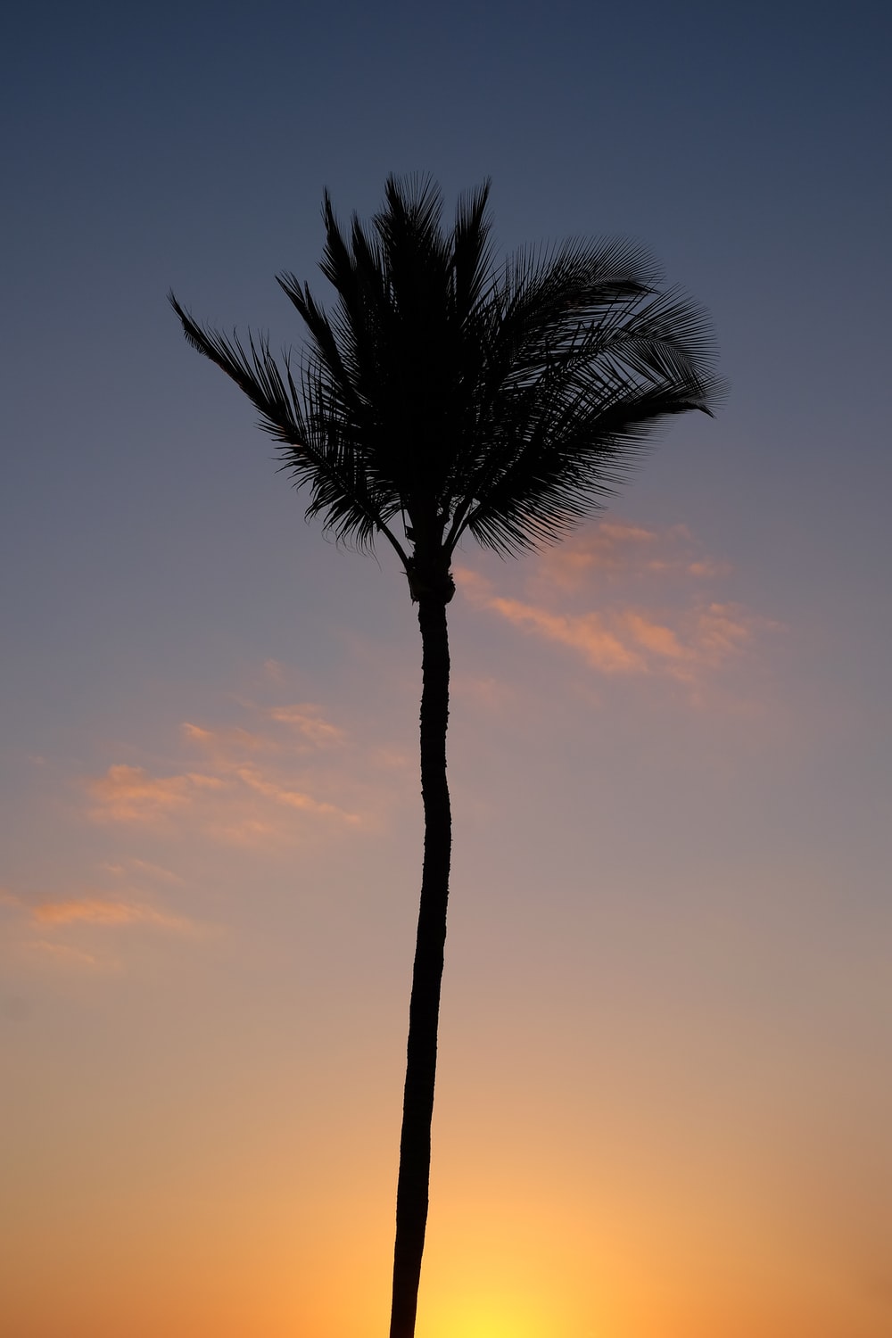 Lonely Tree Orange Sky Wallpapers