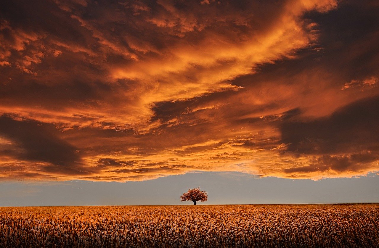 Lonely Tree Orange Sky Wallpapers