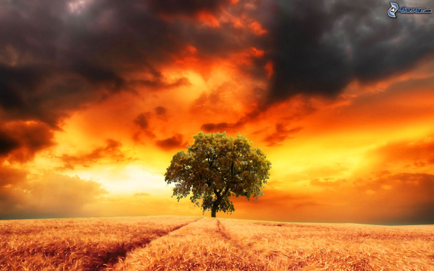 Lonely Tree Orange Sky Wallpapers